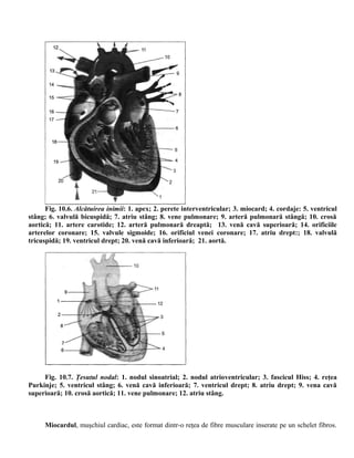Fig. 10.6. Alcătuirea inimii: 1. apex; 2. perete interventricular; 3. miocard; 4. cordaje: 5. ventricul
stâng; 6. valvulă bicuspidă; 7. atriu stâng; 8. vene pulmonare; 9. arteră pulmonară stângă; 10. crosă
aortică; 11. artere carotide; 12. arteră pulmonară dreaptă; 13. venă cavă superioară; 14. orificiile
arterelor coronare; 15. valvule sigmoide; 16. orificiul venei coronare; 17. atriu drept:; 18. valvulă
tricuspidă; 19. ventricul drept; 20. venă cavă inferioară; 21. aortă.
Fig. 10.7. Ţesutul nodal: 1. nodul sinoatrial; 2. nodul atrioventricular; 3. fascicul Hiss; 4. reţea
Purkinje; 5. ventricul stâng; 6. venă cavă inferioară; 7. ventricul drept; 8. atriu drept; 9. vena cavă
superioară; 10. crosă aortică; 11. vene pulmonare; 12. atriu stâng.
Miocardul, muşchiul cardiac, este format dintr-o reţea de fibre musculare inserate pe un schelet fibros.
 