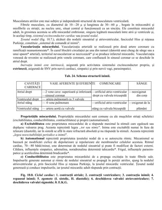 Musculatura atriilor este mai subţire şi independentă structural de musculatura ventriculară.
Fibrele musculare, cu diametrul de 10—20 μ şi lungimea de 30—60 μ , bogate în mitocondrii şi
miofibrile cu striaţii, au nucleu unic, situat central şi funcţionează ca un sinciţiu. Ele constituie miocardul
adult, în grosimea acestuia se află miocardul embrionar, singura legătură musculară între atrii şi ventricule şi,
în acelaşi timp, sistemul excitoconductor cardiac sau ţesutul nodal.
Ţesutul nodal (fig. 10.7.), alcătuit din nodulii sinoatrial şi atrioventricular, fasciculul Hiss şi reţeaua
Purkinje, constituie „sistemul de comandă al inimii".
Vascularizaţia miocardului. Vascularizaţia arterială se realizează prin două artere coronare cu
ramificaţii neanastomozate*. În cazul blocării circulaţiei pe una din ramuri (datorită unui cheag de sânge sau a
unui spasm* arterial), teritoriul nevascularizat se necrozează* şi se produce infarctul miocardic. Vascularizaţia
venoasă de revenire se realizează prin venele coronare, care confluează în sinusul coronar ce se deschide în
atriul drept.
Inervaţia inimii este intrinsecă, asigurată prin activitatea sistemului excitoconductor propriu, şi
extrinsecă, asigurată de SNV prin nervii cardiaci, simpatici şi prin nervii vagi, parasimpatici.
Tab. 24. Schema structurii inimii.
CAVITĂŢI
CARDIACE
VASE AFERENTE Şl EFERENTE COMUNICARE SÂNGE
Atriul drept —2 vene cave: superioară şi inferioară
—sinusul coronar
—orificiul atrio-ventricular
drept cu valvula tricuspidă
—neoxigenat
din corp
Ventriculul drept — artera pulmonară cu 3 valvule
Atriul stâng — 4 vene pulmonare —orificiul atrio-ventricular —oxigenat de la
Ventriculul stâng — artera aortă cu valvule stâng cu valvula bicuspidă plămâni
Proprietăţile miocardului. Proprietăţile miocardului sunt comune cu ale muşchilor striaţi scheletici
(excitabilitatea, conductibilitatea, contractilitatea) şi proprii (automatismul).
a) Excitabilitatea este proprietatea miocardului de a răspunde maximal la stimuli care egalează sau
depăşesc valoarea prag. Aceasta reprezintă legea „tot sau nimic". Inima este excitabilă numai în faza de
relaxare (diastolă), iar în sistolă se află în stare refractară absolută şi nu răspunde la stimuli. Aceasta reprezintă
„legea neexcitabilităţii periodice a inimii".
b) Automatismul reprezintă proprietatea ţesutului nodal de a se autoexcita ritmic. Mecanismul se
bazează pe modificări ciclice de depolarizare şi repolarizare ale membranelor celulelor acestuia. Ritmul
cardiac, 70—80 bătăi/minut, este determinat de nodulul sinoatrial şi poate fi modificat de factori externi.
Căldura, influenţele simpatice, adrenalina, noradrenalina determină tahicardie*. Frigul, influenţele parasim-
patice şi acetilcolina determină bradicardie*.
c) Conductibilitatea este proprietatea miocardului de a propaga excitaţia în toate fibrele sale.
Impulsurile generate automat şi ritmic de nodului sinoatrial se propagă în pereţii atriilor, ajung la nodulul
atrioventricular şi, prin fasciculul Hiss şi reţeaua Purkinje, la ţesutul miocardic ventricular. Ţesutul nodal
generează şi conduce impulsurile, iar ţesutul miocardic adult răspunde prin contracţii.
Fig. 10.8. Ciclul cardiac: 1. contracţii atriale; 2. contracţii ventriculare; 3. contracţia inimii; 4.
repausul inimii; 5. zgomote (I. sistolic, II. diastolic); 6. deschiderea valvulei atrioventriculare; 7.
deschiderea valvulei sigmoide; 8. E.K.G.
 