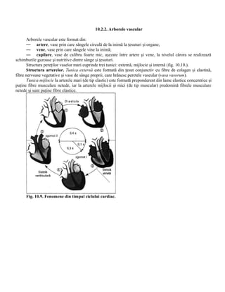10.2.2. Arborele vascular
Arborele vascular este format din:
— artere, vase prin care sângele circulă de la inimă la ţesuturi şi organe;
— vene, vase prin care sângele vine la inimă;
— capilare, vase de calibru foarte mic, aşezate între artere şi vene, la nivelul cărora se realizează
schimburile gazoase şi nutritive dintre sânge şi ţesuturi.
Structura pereţilor vaselor mari cuprinde trei tunici: externă, mijlocie şi internă (fig. 10.10.).
Structura arterelor. Tunica externă este formată din ţesut conjunctiv cu fibre de colagen şi elastină,
fibre nervoase vegetative şi vase de sânge proprii, care hrănesc peretele vascular (vasa vasorum).
Tunica mijlocie la arterele mari (de tip elastic) este formată preponderent din lame elastice concentrice şi
puţine fibre musculare netede, iar la arterele mijlocii şi mici (de tip muscular) predomină fibrele musculare
netede şi sunt puţine fibre elastice.
Fig. 10.9. Fenomene din timpul ciclului cardiac.
 