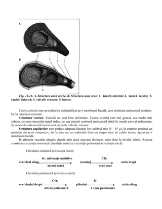 Fig. 10.10. A. Structura unei artere. B. Structura unei vene: 1. tunică externă; 2. tunică medie; 3.
tunică internă; 4. valvule venoase; 5. lumen.
Tunica internă este un endoteliu unistratificat pe o membrană bazală, care continuă endocardul ventricu-
lar în interiorul arterelor.
Structura venelor. Tunicile nu sunt bine delimitate. Tunica externă este mai groasă, cea medie mai
subţire, cu ţesut muscular neted redus, iar cea internă continuă endocardul atrial în venele cave şi pulmonare,
în venele de sub nivelul inimii sunt prezente valvule venoase.
Structura capilarelor este perfect adaptată funcţiei lor: calibrul mic (5—15 μ); la exterior prezintă un
periteliu din ţesut conjunctiv, iar la interior, un endoteliu dintr-un singur strat de celule turtite, aşezat pe o
membrană bazală.
În arborele vascular sângele circulă prin două sectoare distincte, unite doar la nivelul inimii. Acestea
constituie circulaţia sistemică (circulaţia mare) şi circulaţia pulmonară (circulaţia mică).
Circulaţia sistemică (circulaţia mare):
O2 , substanţe nutritive CO2
ventricul stâng ţesuturi atriu drept
arteră aortă vene cave
Circulaţia pulmonară (circulaţia mică):
CO2 O2
ventriculul drept plămâni atriu stâng
arteră pulmonară 4 vene pulmonare
 