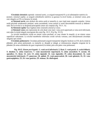 Circulaţia sistemică cuprinde: sistemul aortic, ce asigură transportul O2 şi al substanţelor nutritive la
ţesuturi, sistemul capilar, ce asigură schimburile nutritive şi gazoase la nivel tisular, şi sistemul venos, prin
care sângele cu CO2 se întoarce la inimă.
a) Sistemul aortic este alcătuit din artera aortă şi ramurile ei, care irigă toate organele corpului. Artera
aortă prezintă următoarele porţiuni: aorta ascendentă, crosa aortică şi aorta descendentă toracică şi abdomi-
nală. De la nivelul ei se desprind principalele artere ale corpului (fig. 10.11. A).
b) Sistemul capilar face legătura între sistemele arterial şi venos.
c) Sistemul venos este reprezentat de cele două vene mari: vena cavă superioară şi vena cavă inferioară,
care aduc la inimă sângele neoxigenat din corp (fig. 10.11. B şi fig. 10.12).
La nivelul membrelor există un sistem venos profund, cu vase situate în muşchi, şi un sistem venos
superficial subcutanat. La nivelul membrelor inferioare există valvule venoase, care direcţionează circulaţia
sângelui spre inimă.
Circulaţia pulmonară. Circulaţia pulmonară asigură transportul sângelui încărcat cu CO2 de la inimă la
plămâni, prin artera pulmonară, cu ramurile ei, dreaptă şi stângă, şi reîntoarcerea sângelui oxigenat de la
plămâni (în urma schimbului de gaze respiratorii) la inimă, prin cele patru vene pulmonare.
Fig. 10.12. Sistem port hepatic: 1. venă cavă inferioară; 2. ficat; 3. venă portă; 4. vezică biliară;
5. duoden; 6. colon transvers; 7. venă mezenterică superioară; 8. colon ascendent; 9. cecum; 10.
apendice; 11. ileon; 12. rect; 13. colon sigmoid; 14. vene sigmoide; 15. colon descendent; 16. venă
mezenterică inferioară; 17. pancreas; 18. splină; 19. venă pancreatică; 20. venă splenică; 21, 22. vene
gastroepiploice; 23, 24. vene gastrice; 25. stomac; 26. diafragmă.
 