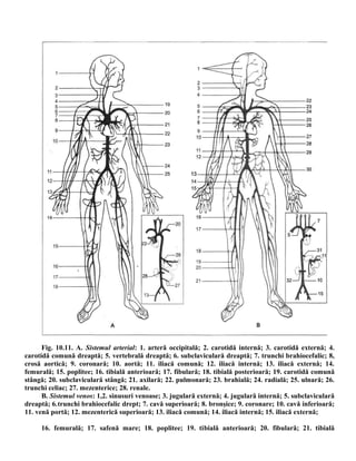 Fig. 10.11. A. Sistemul arterial: 1. arteră occipitală; 2. carotidă internă; 3. carotidă externă; 4.
carotidă comună dreaptă; 5. vertebrală dreaptă; 6. subclaviculară dreaptă; 7. trunchi brahiocefalic; 8,
crosă aortică; 9. coronară; 10. aortă; 11. iliacă comună; 12. iliacă internă; 13. iliacă externă; 14.
femurală; 15. poplitee; 16. tibială anterioară; 17. fibulară; 18. tibială posterioară; 19. carotidă comună
stângă; 20. subclaviculară stângă; 21. axilară; 22. pulmonară; 23. brahială; 24. radială; 25. ulnară; 26.
trunchi celiac; 27. mezenterice; 28. renale.
B. Sistemul venos: 1,2. sinusuri venoase; 3. jugulară externă; 4. jugulară internă; 5. subclaviculară
dreaptă; 6.trunchi brahiocefalic drept; 7. cavă superioară; 8. bronşice; 9. coronare; 10. cavă inferioară;
11. venă portă; 12. mezenterică superioară; 13. iliacă comună; 14. iliacă internă; 15. iliacă externă;
16. femurală; 17. safenă mare; 18. poplitee; 19. tibială anterioară; 20. fibulară; 21. tibială
 