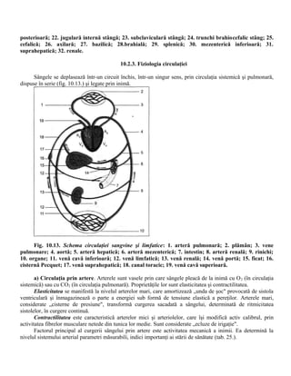 posterioară; 22. jugulară internă stângă; 23. subclaviculară stângă; 24. trunchi brahiocefalic stâng; 25.
cefalică; 26. axilară; 27. bazilică; 28.brahială; 29. splenică; 30. mezenterică inferioară; 31.
suprahepatică; 32. renale.
10.2.3. Fiziologia circulaţiei
Sângele se deplasează într-un circuit închis, într-un singur sens, prin circulaţia sistemică şi pulmonară,
dispuse în serie (fig. 10.13.) şi legate prin inimă.
Fig. 10.13. Schema circulaţiei sangvine şi limfatice: 1. arteră pulmonară; 2. plămân; 3. vene
pulmonare; 4. aortă; 5. arteră hepatică; 6. arteră mezenterică; 7. intestin; 8. arteră renală; 9. rinichi;
10. organe; 11. venă cavă inferioară; 12. venă limfatică; 13. venă renală; 14. venă portă; 15. ficat; 16.
cisternă Pecquet; 17. venă suprahepatică; 18. canal toracic; 19. venă cavă superioară.
a) Circulaţia prin artere. Arterele sunt vasele prin care sângele pleacă de la inimă cu O2 (în circulaţia
sistemică) sau cu CO2 (în circulaţia pulmonară). Proprietăţile lor sunt elasticitatea şi contractilitatea.
Elasticitatea se manifestă la nivelul arterelor mari, care amortizează „unda de şoc" provocată de sistola
ventriculară şi înmagazinează o parte a energiei sub formă de tensiune elastică a pereţilor. Arterele mari,
considerate „cisterne de presiune", transformă curgerea sacadată a sângelui, determinată de ritmicitatea
sistolelor, în curgere continuă.
Contractilitatea este caracteristică arterelor mici şi arteriolelor, care îşi modifică activ calibrul, prin
activitatea fibrelor musculare netede din tunica lor medie. Sunt considerate „ecluze de irigaţie".
Factorul principal al curgerii sângelui prin artere este activitatea mecanică a inimii. Ea determină la
nivelul sistemului arterial parametri măsurabili, indici importanţi ai stării de sănătate (tab. 25.).
 