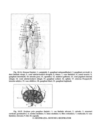 Fig. 10.14. Sistemul limfatic: 1. amigdală; 2. ganglioni submandibulari: 3. ganglioni cervicali: 4.
duct limfatic drept; 5. venă subclaviculară dreaptă; 6. timus; 7. vase limfatice; 8. canal toracic; 9.
ganglioni intestinali; 10. intestin gros; 11. apendice; 12. măduvă galbenă; 13. venă jugulară internă
stângă; 14. venă subclaviculară stângă; 15. ganglioni axilari; 16. splină; 17. cisterna Pecquet;18.
intestin subţire; 19. vase chilifere; 20. ganglioni iliaci; 21. ganglioni inghinali.
Fig. 10.15. Secţiune prin ganglion limfatic: 1. vas limfatic aferent; 2. valvule; 3. structuri
corticale germinative; 4. cordon medular; 5. sinus medular; 6. fibre reticulare; 7. trabecule; 8. vase
limfatice eferente; 9. hil; 10. capsulă.
11. RESPIRAŢIA. SISTEMUL RESPIRATOR
 