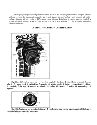 Activităţile fiziologice ale organismului uman necesită un consum permanent de energie. Energia
utilizată provine din substanţele organice care sunt supuse, la nivel celular, unor procese de oxido-
reducere în urma cărora rezultă şi CO2, care trebuie eliminat. Totalitatea organelor care au rolul de a
prelua, din aerul atmosferic, O2 necesar acestor procese şi de a elimina CO2 din organism, alcătuiesc
sistemul respirator.
11.1. STRUCTURA SISTEMULUI RESPIRATOR
Fig. 11.1. Căi aeriene superioare — secţiune sagitală: 1. sinus; 2. etmoid; 3. os nazal; 4. nerv
olfactiv; 5. cornet nazal; 6. palatul dur; 7. maxilar; 8. palatul moale; 9. limbă; 10. mandibulă; 11. hioid;
12. epiglotă; 13. laringe; 14. coloană vertebrală; 15. esofag; 16. tiroidă; 17. trahee; 18. nasofaringe; 19.
hipofiză.
Fig. 11.2. Secţiune transversală prin laringe: 1. epiglotă; 2. corzi vocale superioare; 3. glotă; 4. corzi
vocale inferioare; 5. cartilaj laringian.
 