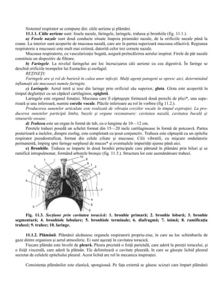 Sistemul respirator se compune din: căile aeriene şi plămâni.
11.1.1. Căile aeriene sunt: fosele nazale, faringele, laringele, traheea şi bronhiile (fig. 11.1.).
a) Fosele nazale sunt două conducte situate înapoia piramidei nazale, de la orificiile nazale până la
coane. La interior sunt acoperite de mucoasa nazală, care are în partea superioară mucoasa olfactivă. Regiunea
respiratorie a mucoasei este mult mai extinsă, datorită celor trei cornete nazale.
Mucoasa respiratorie, cu vascularizaţie bogată, asigură preîncălzirea aerului inspirat. Firele de păr nazale
constituie un dispozitiv de filtrare.
b) Faringele. La nivelul faringelui are loc încrucişarea căii aeriene cu cea digestivă. În faringe se
deschid orificiile trompelor lui Eustachio şi esofagul.
REŢINEŢI:
Faringele are şi rol de barieră în calea unor infecţii. Mulţi agenţi patogeni se opresc aici, determinând
inflamaţii ale mucoasei numite faringite.
c) Laringele. Aerul intră şi iese din laringe prin orificiul său superior, glota. Glota este acoperită în
timpul deglutiţiei cu un căpăcel cartilaginos, epiglotă.
Laringele este organul fonaţiei. Mucoasa care îl căptuşeşte formează două perechi de plici*, una supe-
rioară şi una inferioară, numite corzile vocale. Plăcile inferioare au rol în vorbire (fig 11.2.).
Producerea sunetelor articulate este realizată de vibraţia corzilor vocale în timpul expiraţiei. La pro-
ducerea sunetelor participă limba, buzele şi organe rezonatoare: cavitatea nazală, cavitatea bucală şi
sinusurile osoase.
d) Traheea este un organ în formă de tub, cu o lungime de 10—12 cm.
Peretele traheei posedă un schelet format din 15—20 inele cartilaginoase în formă de potcoavă. Partea
posterioară a inelelor, dinspre esofag, este completată cu ţesut conjunctiv. Traheea este căptuşită cu un epiteliu
respirator pseudostraficat, format din celule ciliate şi mucoase. Cilii vibratili, cu mişcare ondulatorie
permanentă, împing spre faringe surplusul de mucus* şi eventualele impurităţi ajunse până aici.
e) Bronhiile. Traheea se împarte în două bronhii principale care pătrund în plămâni prin hiluri şi se
ramifică intrapulmonar, formând arborele bronşic (fig. 11.3.). Structura lor este asemănătoare traheei.
Fig. 11.3. Secţiune prin cavitatea toracică: 1. bronhie primară; 2. bronhie lobară; 3. bronhie
segmentară; 4. bronhiole lobulare; 5. bronhiole terminale; 6. diafragmă; 7. inimă; 8. ramificaţia
traheei; 9. trahee; 10. laringe.
11.1.2. Plămânii. Plămânii alcătuiesc organele respiratorii propriu-zise, în care au loc schimburile de
gaze dintre organism şi aerul atmosferic. Ei sunt aşezaţi în cavitatea toracică.
Fiecare plămân este învelit de pleură. Pleura prezintă o foiţă parietală, care aderă la pereţii toracelui, şi
o foiţă viscerală, care aderă la plămân. Ele delimitează o cavitate pleurală, în care se găseşte lichid pleural
secretat de celulele epiteliului pleural. Acest lichid are rol în mecanica inspiraţiei.
Consistenţa plămânilor este elastică, spongioasă. Pe faţa externă se găsesc scizuri care împart plămânii
 