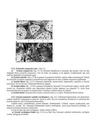 2.2.1. Ţesuturile conjunctive moi ( fig.2.5.)
a) Ţesutul conjunct lax (fig. 2.5 A) formează hipodermul şi însoţeşte alte ţesuturi. Este cel mai
răspândit dintre ţesuturile conjunctive. Are rol trofic, de susţinere şi de apărare. Componentele sale sunt
uniform răspândite şi în proporţii egale.
b) Ţesutul reticulat (fig. 2.5 B) se găseşte în ganglionii limfatici, splină, măduva hematogenă. Fibrele
de reticulină şi celulele conjunctive (reticulocite) sunt organizate în reţea. Celulele conjunctive predomină.
c) Ţesutul fibros (fig. 2.5 C) formează tendoanele, aponevrozele, ligamentele, capsulele şi fasciile
musculare. Are rol mecanic. Predomină fibrele de colagen.
d) Ţesutul adipos (fig . 2.5 D) se găseşte în hipoderm, mezenter* şi în jurul unor organe: rinichi, globi
oculari etc. Predomină celulele care depozitează grăsimi (celule adipoase sau adipocite *). Acest ţesut
formează depozitul de grăsimi al organismului. Constituie izolantul termic al corpului.
e) Ţesutul elastic formează tunica medie a arterelor mari şi a venelor. Predomină fibrele elastice.
2.2.2. Ţesutul conjunctiv semidur (cartilaginos) (fig. 2.6.). Substanţa fundamentală, care predomină,
conţine condrină* impregnată cu săruri de calciu şi sodiu. Nu este vascularizat. Nutriţia lui se realizează din
ţesutul conjunctiv care îl înconjoară (pericondru).
Celulele tinere, condroblastele, secretă substanţa fundamentală. Celulele mature, condrocitele, sunt
dispuse în cavităţi ale substanţei fundamentale numite condroplaste. Acest ţesut formează cartilajele ce
asigură rezistenţă mecanică şi elasticitate.
Există trei tipuri de ţesut cartilaginos ; hialin, elastic şi fibros.
a) Ţesutul cartilaginos hialin (fig. 2.6 A) cu fibre fine, formează scheletul embrionului, cartilajele
costale, laringeale şi traheale.
 