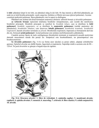 în lobi: plămânul drept în trei lobi, iar plămânul stâng în doi lobi. Pe faţa internă se află hilul plămânului, pe
unde ies şi intră bronhia principală, vasele sangvine, limfatice şi fibrele nervoase (plexul pulmonar). Acestea
constituie pediculul pulmonar. Baza plămânului vine în raport cu diafragma.
Plămânul este alcătuit din două formaţiuni anatomice distincte: arborele bronşic şi alveolele pulmonare.
a) Arborele bronşic reprezintă totalitatea bronhiilor intrapulmonare, care rezultă din ramificarea
bronhiilor principale. Bronhiile principale se ramifică în: bronhiile lobare, care se distribuie la lobii
pulmonari; bronhiile segmentare, ce se distribuie la segmentele pulmonare (unităţi anatomice ale
plămânului); bronhiolele lobulare, care deservesc lobulii pulmonari; bronhiolele terminale; bronhiolele
respiratorii; ductele alveolare terminate cu alveole. Bronhiolele respiratorii, împreună cu formaţiunile derivate
din ele, formează acinii pulmonari. Acinul pulmonar este unitatea morfofuncţională a plămânului.
Canalele aeriene lipsite de inele cartilaginoase (bronhiolele terminale şi respiratorii) posedă motricitate
datorată musculaturii netede din pereţii lor. Simpaticul este bronhodilatator, iar parasimpaticul este
bronhoconstrictor.
b) Alveolele pulmonare (fig. 11.4.) au forma unor săculeţi cu pereţi subţiri, adaptaţi schimburilor
gazoase. Epiteliul alveolar are dublă funcţie, fagocitară şi respiratorie. Suprafaţa totală a acestuia este de 80—
120 m2
. În jurul alveolelor se găseşte o bogată reţea de capilare.
Fig. 11.4. Structura alveolei: 1. fibre de reticulină; 2. endoteliu capilar; 3. membrană alveolo-
capilară; 4. epiteliu alveolar; 5. monocit; 6. macrofag; 7. eritrocit; 8. fibre elastice; 9. celulă conjunctivă;
10. alveolă.
 