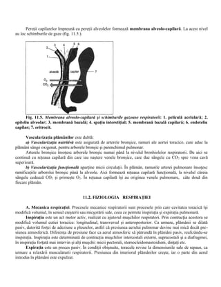 Pereţii capilarelor împreună cu pereţii alveolelor formează membrana alveolo-capilară. La acest nivel
au loc schimburile de gaze (fig. 11.5.).
Fig. 11.5. Membrana alveolo-capilară şi schimburile gazoase respiratorii: 1. peliculă acelulară; 2.
epiteliu alveolar; 3. membrană bazală; 4. spaţiu interstiţial; 5. membrană bazală capilară; 6. endoteliu
capilar; 7. eritrocit.
Vascularizaţia plămânilor este dublă:
a) Vascularizaţia nutritivă este asigurată de arterele bronşice, ramuri ale aortei toracice, care aduc la
plămâni sânge oxigenat, pentru arborele bronşic şi parenchimul pulmonar.
Arterele bronşice însoţesc arborele bronşic numai până la nivelul bronhiolelor respiratorii. De aici se
continuă cu reţeaua capilară din care iau naştere venele bronşice, care duc sângele cu CO2 spre vena cavă
superioară.
b) Vascularizaţia funcţională aparţine micii circulaţii. În plămân, ramurile arterei pulmonare însoţesc
ramificaţiile arborelui bronşic până la alveole. Aici formează reţeaua capilară funcţională, la nivelul căreia
sângele cedează CO2 şi primeşte O2. În reţeaua capilară îşi au originea venele pulmonare, câte două din
fiecare plămân.
11.2. FIZIOLOGIA RESPIRAŢIEI
A. Mecanica respiraţiei. Procesele mecanice respiratorii sunt procesele prin care cavitatea toracică îşi
modifică volumul, în sensul creşterii sau micşorării sale, ceea ce permite inspiraţia şi expiraţia pulmonară.
Inspiraţia este un act motor activ, realizat cu ajutorul muşchilor respiratori. Prin contracţia acestora se
modifică volumul cutiei toracice: longitudinal, transversal şi anteroposterior. Ca urmare, plămânii se dilată
pasiv, datorită forţei de adeziune a pleurelor, astfel că presiunea aerului pulmonar devine mai mică decât pre-
siunea atmosferică. Diferenţa de presiune face ca aerul atmosferic să pătrundă în plămâni pasiv, realizându-se
inspiraţia. Inspiraţia este determinată de contracţia muşchilor intercostali externi, supracostali şi a diafragmei,
în inspiraţia forţată mai intervin şi alţi muşchi: micii pectorali, sternocleidomastoidieni, dinţaţi etc.
Expiraţia este un proces pasiv. În condiţii obişnuite, toracele revine la dimensiunile sale de repaus, ca
urmare a relaxării musculaturii respiratorii. Presiunea din interiorul plămânilor creşte, iar o parte din aerul
introdus în plămâni este expulzat.
 