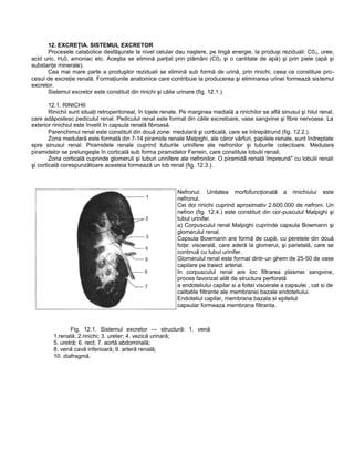 12. EXCREŢIA. SISTEMUL EXCRETOR
Procesele catabolice desfăşurate la nivel celular dau naştere, pe lingă energie, la produşi reziduali: C02, uree,
acid uric, H20, amoniac etc. Aceştia se elimină parţial prin plămâni (C02 şi o cantitate de apă) şi prin piele (apă şi
substanţe minerale).
Cea mai mare parte a produşilor reziduali se elimină sub formă de urină, prin rinichi, ceea ce constituie pro-
cesul de excreţie renală. Formaţiunile anatomice care contribuie la producerea şi eliminarea urinei formează sistemul
excretor.
Sistemul excretor este constituit din rinichi şi căile urinare (fig. 12.1.).
12.1. RINICHII
Rinichii sunt situaţi retroperitoneal, în lojele renale. Pe marginea medială a rinichilor se află sinusul şi hilul renal,
care adăpostesc pediculul renal. Pediculul renal este format din căile excretoare, vase sangvine şi fibre nervoase. La
exterior rinichiul este învelit în capsula renală fibroasă.
Parenchimul renal este constituit din două zone: medulară şi corticală, care se întrepătrund (fig. 12.2.).
Zona medulară este formată din 7-14 piramide renale Malpighi, ale căror vârfuri, papilele renale, sunt îndreptate
spre sinusul renal. Piramidele renale cuprind tuburile urinifere ale nefronilor şi tuburile colectoare. Medulara
piramidelor se prelungeşte în corticală sub forma piramidelor Ferrein, care constituie lobulii renali.
Zona corticală cuprinde glomeruli şi tuburi urinifere ale nefronilor. O piramidă renală împreună" cu lobulii renali
şi corticală corespunzătoare acesteia formează un lob renal (fig. 12.3.).
Nefronul. Unitatea morfofuncţională a rinichiului este
nefronul.
Cei doi rinichi cuprind aproximativ 2.600.000 de nefroni. Un
nefron (fig. 12.4.) este constituit din cor-pusculul Malpighi şi
tubul urinifer.
a) Corpusculul renal Malpighi cuprinde capsula Bowmann şi
glomerulul renal.
Capsula Bowmann are formă de cupă, cu peretele din două
foiţe: viscerală, care aderă la glomerul, şi parietală, care se
continuă cu tubul urinifer.
Glomerulul renal este format dintr-un ghem de 25-50 de vase
capilare pe traiect arterial.
In corpusculul renal are loc filtrarea plasmei sangvine,
proces favorizat atât de structura perforată
a endoteliului capilar si a foitei viscerale a capsulei , cat si de
calitatile filtrante ale membranei bazale endoteliului.
Endoteliul capilar, membrana bazala si epiteliul
capsular formeaza membrana filtranta.
Fig. 12.1. Sistemul excretor — structură: 1. venă
1.renală; 2.rinichi; 3. ureter; 4. vezică urinară;
5. uretră; 6. rect; 7. aortă abdominală;
8. venă cavă inferioară; 9. arteră renală;
10. diafragmă.
 