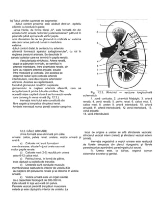 b) Tubul urinifer cuprinde trei segmente:
-tubul contort proximal este alcătuit dintr-un -epiteliu
cilindric cu bordură în perie;
-ansa Henle, de forma literei „U", este formată din din
epiteliu turtit; ansele nefronilor juxtamedulariari* pătrund în
piramide până aproape de vârful papile
spre deosebire de cei cu glomeruli in corticala ar externa
ale caror anse patrund numai in medulara
externa.
-tubul contort distal, la contactul cu arteriola
aferentă formează aparatul juxtaglomerular*, cu rol în
reglarea presiunii arteriale. Se deschide în
canalul colector care se termină în papila renală.
Vascularizaţia rinichiului. Artera renală,
după ce pătrunde în rinichi, se ramifică în
arterele interlobare, între piramidele renale, din
care iau naştere arterele arcuate, situate
între medulară şi corticala. Din acestea se
desprind radiar spre corticala arterele
interlobulare, care dau naştere arteriolelor
aferente. Acestea se capilarizează,
formând glomerulul renal.Din capilarele
glomerulului ia naştere arteriola eferentă, care se
recapilarizează printre tuburile urinifere. Din
această reţea capilară clasică se formează venele
care converg în vena renală (fig. 12.3.).
Inervaţia rinichiului este constituită din
fibre vagale şi simpatice din plexul renal.
Ambele inervează numai pereţii vaselor sangvine.
12.2. CĂILE URINARE
Urina formată este eliminată prin căile
urinare: calice, pelvis renal, uretere, vezica urinară şi
uretră.
a) Calicele mici sunt formaţiuni
membranoase, situate în jurul uneia sau mai
multor papile renale.
b) Calicele mari (2-3) rezultă prin unirea
celor 6-12 calice mici.
c) Pelvisul renal, în formă de pâlnie,
este căptuşit cu epiteliu de tranziţie.
d) Ureterele sunt conducte musculo-
membranoase captusite la interior de uroteliu.Ele
iau naştere din pelvisurile renale şi se deschid în vezica
urinară.
e) Vezica urinară este un organ cavitar
cu o capacitate fiziologică de 300-350 ml.
Este situată în loja vezi-cală din pelvis.
Peretele vezical prezintă trei pături musculare
netede şi este căptuşit la interior de uroteliu. La
Fig. 12.3. Rinichiul — secţiune longitudinală
schematică:
1. zonă corticala; 2. piramidă Malpighi; 3. arteră
renală; 4. venă renală; 5. pelvis renal; 6. calice mici; 7.
calice mari; 8. ureten 9. arteră interlobară; 10. arteră
arcuată; 11. arteră interiobulară; 12. venă interlobară, 13.
venă arcuată;
14. venă interiobulară
locul de origine a uretrei se află sfincterele vezicale:
sfincterul vezical intern (neted) şi sfincterul vezical extern
(striat).
Inervaţia vegetativă a vezicii urinare este realizată
de fibrele simpatice din plexul hipogastric şi fibrele
parasimpatice aparţinând parasimpaticului sacrat.
f) Uretra este, la bărbat, organul comun
sistemelor excretor şi genital.
 