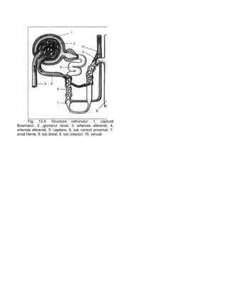 Fig. 12.4. Structura nefronului: 1. capsulă
Bowmann; 2. glomerul renal; 3. arteriola aferentă; 4.
arteriola eferentă; 5. capilare; 6. tub contort proximal; 7.
ansă Henle; 8. tub distal; 9. tub colector; 10. venulă.
 