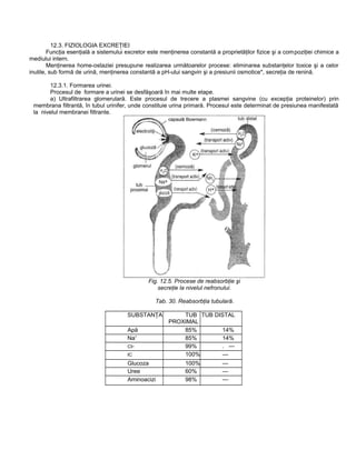 12.3. FIZIOLOGIA EXCREŢIEI
Funcţia esenţială a sistemului excretor este menţinerea constantă a proprietăţilor fizice şi a compoziţiei chimice a
mediului intern.
Menţinerea home-ostaziei presupune realizarea următoarelor procese: eliminarea substanţelor toxice şi a celor
inutile, sub formă de urină, menţinerea constantă a pH-ului sangvin şi a presiunii osmotice*, secreţia de renină.
12.3.1. Formarea urinei.
Procesul de formare a urinei se desfăşoară în mai multe etape.
a) Ultrafiltrarea glomerulară. Este procesul de trecere a plasmei sangvine (cu excepţia proteinelor) prin
membrana filtrantă, în tubul urinifer, unde constituie urina primară. Procesul este determinat de presiunea manifestată
la nivelul membranei filtrante.
Fig. 12.5. Procese de reabsorbţie şi
secreţie la nivelul nefronului.
Tab. 30. Reabsorbţia tubulară.
SUBSTANŢA TUB
PROXIMAL
TUB DISTAL
Apă 85% 14%
Na+
85% 14%
CI- 99% . —
IC 100% —
Glucoza 100% —
Uree 60% —
Aminoacizi 98% —
 