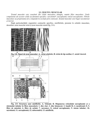 2.3. ŢESUTUL MUSCULAR
Ţesutul muscular este constituit din celule musculare alungite, numite fibre musculare. Unele
componente ale acestor celule au denumiri specifice: sarcolemă*, sarcoplasmă, reticul sarcoplasmic. Fibrele
musculare au proprietatea de a răspunde la excitaţii prin contracţii. Ţesutul muscular este bogat vascularizat
şi inervat.
După particularităţile organitelor contractile specifice, miofibrilele, prezente în celulele musculare,
deosebim: ţesut muscular striat şi ţesut muscular neted (fig. 2.8.).
Fig. 2.8. Tipuri de ţesut muscular: A. striat scheletic; B. striat de tip cardiac; C. neted visceral.
Fig. 2.9. Structura unei miofibrile; A. Schemă; B. Dispunerea reticulului sarcoplasmic şi a
sistemului tubular în fibra musculară; 1. disc clar; 2. disc întunecat; 3. bandă H; 4. membrană Z; 5.
fibre de miozină; 6. fibre de actină; 7. sarcomer; 8. reticul sarcoplasmic; 9. sistem tubular; 10.
sarcolemă; 11. sarcoplasmă; 12. mitocondrii; 13. miofibrile.
 