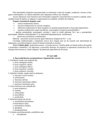 Prin intermediul sinapselor neuroneuronale se realizează o reţea de recepţie, conducere, stocare şi inte-
grare a informaţiilor, în vederea elaborării unor răspunsuri reflexe sau voluntare.
Aceste răspunsuri sunt transmise prin intermediul sinapselor neuroefectoare la muşchi şi glande, deter-
minând reacţii de apărare şi adaptare a organismului la condiţiile variabile ale mediului.
Etapele transmiterii sinaptice sunt:
— sinteza mediatorului chimic;
— stocarea mediatorului în vezicule sinaptice;
— eliberarea mediatorului în fanta sinaptică, în cantitate proporţională cu frecvenţa impulsurilor;
— acţiunea mediatorului asupra membranei postsinaptice (creşterea permeabilităţii )
— apariţia potenţialului postsinaptic excitator ( dacă în celulă pătrunde Na+
) sau a potenţialului
postsinaptic inhibitor (când pătrunde Cl-
ce determină hiperpolarizarea membranei);
— inactivarea enzimatică a mediatorului.
Datorită succesiuni acestor procese apare întârzierea sinaptică de 0,5—1 ms.
Circulaţia unidirecţională a impulsului nervos de-a lungul unui şir de neuroni este determinată de
dispunerea veziculelorsinaptice numai în butonii terminali ai axonilor.
2.4.2. Celulele gliale predomină numeric în ţesutul nervos. Celulele gliale au funcţii trofice (de nutriţie
a neuronilor), metabolice ( de fagocitare a neuronilor distruşi), de susţinere şi reparatorie (cicatrizare) Ele se
interpun între neuroni şi vasele sanguine. Îşi păstrează capacitatea de diviziune.
EVALUARE
A. Încercuiţi literele corespunzătoare răspunsurilor corecte:
1. Cartilajele costale sunt alcătuite din:
a. ţesut cartilaginos hialin;
b. ţesut conjunctiv elastic;
c. ţesut cartilaginos fibros;
d. ţesut conjunctiv semidur;
e. ţesut conjunctiv reticulat.
2. Epiteliul cilindric simplu intră în alcătuirea: .
a. mucoasei vezicii urinare;
b. peritoneului;
c. mucoasei uterine;
d. mucoasei intestinului subţire;
e. mucoasei intestinului gros.
3. Teaca Schwann este alcătuită din:
a. ţesut conjunctiv;
b. mielină;
c. celule gliale;
d. neurofibrile;
e. acetilcolină.
4. Epiteliul traheal este de tip:
a. unistratificat pavimentos;
b.unistratificat cubic;
c. unistratificat cilindric;
d. glandular;
e. pseudostratificat.
5. Unitatea morfofuncţională a miofibrilei este:
a. sarcoplasma;
 