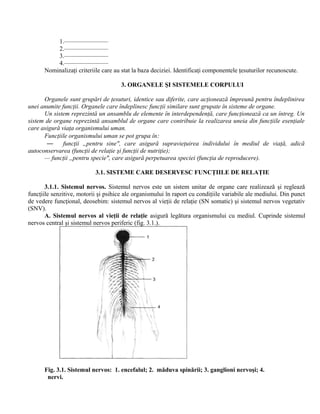 1.———————
2.———————
3.———————
4.———————
Nominalizaţi criteriile care au stat la baza deciziei. Identificaţi componentele ţesuturilor recunoscute.
3. ORGANELE ŞI SISTEMELE CORPULUI
Organele sunt grupări de ţesuturi, identice sau diferite, care acţionează împreună pentru îndeplinirea
unei anumite funcţii. Organele care îndeplinesc funcţii similare sunt grupate în sisteme de organe.
Un sistem reprezintă un ansamblu de elemente în interdependenţă, care funcţionează ca un întreg. Un
sistem de organe reprezintă ansamblul de organe care contribuie la realizarea uneia din funcţiile esenţiale
care asigură viaţa organismului uman.
Funcţiile organismului uman se pot grupa în:
— funcţii „pentru sine", care asigură supravieţuirea individului în mediul de viaţă, adică
autoconservarea (funcţii de relaţie şi funcţii de nutriţie);
— funcţii „pentru specie", care asigură perpetuarea speciei (funcţia de reproducere).
3.1. SISTEME CARE DESERVESC FUNCŢIILE DE RELAŢIE
3.1.1. Sistemul nervos. Sistemul nervos este un sistem unitar de organe care realizează şi reglează
funcţiile senzitive, motorii şi psihice ale organismului în raport cu condiţiile variabile ale mediului. Din punct
de vedere funcţional, deosebim: sistemul nervos al vieţii de relaţie (SN somatic) şi sistemul nervos vegetativ
(SNV).
A. Sistemul nervos al vieţii de relaţie asigură legătura organismului cu mediul. Cuprinde sistemul
nervos central şi sistemul nervos periferic (fig. 3.1.).
Fig. 3.1. Sistemul nervos: 1. encefalul; 2. măduva spinării; 3. ganglioni nervoşi; 4.
nervi.
 