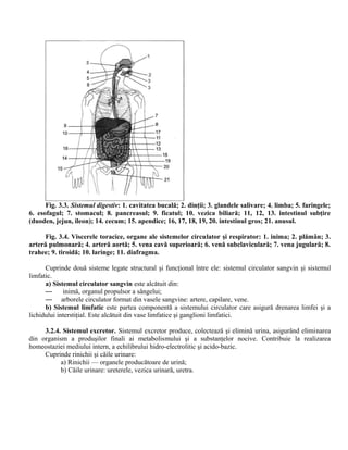 Fig. 3.3. Sistemul digestiv: 1. cavitatea bucală; 2. dinţii; 3. glandele salivare; 4. limba; 5. faringele;
6. esofagul; 7. stomacul; 8. pancreasul; 9. ficatul; 10. vezica biliară; 11, 12, 13. intestinul subţire
(duoden, jejun, ileon); 14. cecum; 15. apendice; 16, 17, 18, 19, 20. intestinul gros; 21. anusul.
Fig. 3.4. Viscerele toracice, organe ale sistemelor circulator şi respirator: 1. inima; 2. plămân; 3.
arteră pulmonară; 4. arteră aortă; 5. vena cavă superioară; 6. venă subclaviculară; 7. vena jugulară; 8.
trahee; 9. tiroidă; 10. laringe; 11. diafragma.
Cuprinde două sisteme legate structural şi funcţional între ele: sistemul circulator sangvin şi sistemul
limfatic.
a) Sistemul circulator sangvin este alcătuit din:
— inimă, organul propulsor a sângelui;
— arborele circulator format din vasele sangvine: artere, capilare, vene.
b) Sistemul limfatic este partea componentă a sistemului circulator care asigură drenarea limfei şi a
lichidului interstiţial. Este alcătuit din vase limfatice şi ganglioni limfatici.
3.2.4. Sistemul excretor. Sistemul excretor produce, colectează şi elimină urina, asigurând eliminarea
din organism a produşilor finali ai metabolismului şi a substanţelor nocive. Contribuie la realizarea
homeostaziei mediului intern, a echilibrului hidro-electrolitic şi acido-bazic.
Cuprinde rinichii şi căile urinare:
a) Rinichii — organele producătoare de urină;
b) Căile urinare: ureterele, vezica urinară, uretra.
 