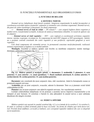 II. FUNCŢIILE FUNDAMENTALE ALE ORGANISMULUI UMAN
A. FUNCŢIILE DE RELAŢIE
4. SISTEMUL NERVOS
Sistemul nervos îndeplineşte două funcţii esenţiale: integrarea organismului în mediul înconjurător şi
coordonarea activităţii tuturor ţesuturilor, organelor şi sistemelor care constituie organismul. Sistemul nervos,
din punct de vedere morfologic şi funcţional, are două componente:
— Sistemul nervos al vieţii de relaţie — SN somatic* — care asigură legătura dintre organism şi
mediul extern, transformând excitaţiile, în funcţie de natura şi intensitatea stimulilor, în reacţii de apărare sau
de adaptare.
— Sistemul nervos al vieţii vegetative — SNV— care reglează şi coordonează activitatea organelor
interne: nutriţia, respiraţia, circulaţia etc. În componenţa lui intră SNV simpatic şi SNV parasimpatic. Ambele
au o porţiune centrală constituită din centri vegetativi şi una periferică, cuprinzând ganglioni şi nervi
vegetativi.
Cele două componente ale sistemului nervos, în permanentă conexiune morfo-funcţională, realizează
unitatea organismului şi legătura sa cu mediul ambiant.
Meningele. Encefalul şi măduva spinării sunt învelite cu membrane conjunctive numite meninge:
duramater, arahnoida şi piamater (fig. 4.1.).
Fig. 4.1. Măduva spinării şi menigele spinale: 1. duramater; 2. arahnoidă; 3. piamater; 4. corn
posterior; 5. corn anterior ; 6. canal ependimar; 7. fisură mediană anterioară; 8. cordon anterior; 9.
cordon lateral; 10. cordon posterior; 11. şanţ median posterior.
Duramater este constituită din ţesut conjunctiv dens, slab vascularizat. Aderă la formaţiunile osoase ce
protejează organele nervoase.
Arahnoida este un ţesut conjunctiv, avascular, aderent la duramater. Între ea şi piamater există lichid
cefalorahidian (LCR).
Piamater este un ţesut conjunctiv care aderă la organele nervoase. Are vascularizaţie nutritivă.
Lichidul cefalorahidian îndeplineşte rol de protecţie a ţesutului nervos împotriva traumatismelor şi de
transport al unor hormoni. El constituie o barieră în :alea pătrunderii în ţesutul nervos a unor substanţe
dăunătoare din sângele circulant.
4.1. MĂDUVA SPINĂRII
Măduva spinării este aşezată în canalul vertebral (fig. 4.2.) şi se întinde de la vertebra C1 la vertebra L2,
de unde se continuă cu filum terminale până la baza coccisului. Are forma de cilindru uşor turtit dorso-ven-
tral. Prezintă două umflături, cervicală şi lombară, care corespund regiunilor măduvei din care se desprind
nervii membrelor.
 