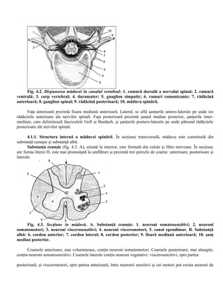 Fig. 4.2. Dispunerea măduvei în canalul vertebral: 1. ramură dorsală a nervului spinal; 2. ramură
ventrală; 3. corp vertebral; 4. duramater; 5. ganglion simpatic; 6. ramuri comunicante; 7. rădăcină
anterioară; 8. ganglion spinal; 9. rădăcină posterioară; 10. măduva spinării.
Faţa anterioară prezintă fisura mediană anterioară. Lateral, se află şanţurile antero-laterale pe unde ies
rădăcinile anterioare ale nervilor spinali. Faţa posterioară prezintă şanţul median posterior, şanţurile inter-
mediare, care delimitează fasciculele Goll şi Burdach, şi şanţurile postero-laterale pe unde pătrund rădăcinile
posterioare ale nervilor spinali.
4.1.1. Structura internă a măduvei spinării. În secţiune transversală, măduva este constituită din
substanţă cenuşie şi substanţă albă.
Substanţa cenuşie (fig. 4.3. A), situată la interior, este formată din celule şi fibre nervoase. În secţiune
are forma literei H, este mai pronunţată la umflături şi prezintă trei perechi de coarne: anterioare, posterioare şi
laterale.
Fig. 4.3. Secţiune în măduvă. A. Substanţă cenuşie: 1. neuroni somatosenzitivi; 2. neuroni
somatomotori; 3. neuroni viscerosenzitivi; 4. neuroni visceromotori; 5. canal ependimar. B. Substanţă
albă: 6. cordon anterior; 7. cordon lateral; 8. cordon posterior; 9. fisură mediană anterioară; 10. şanţ
median posterior.
Coarnele anterioare, mai voluminoase, conţin neuroni somatomotori. Coarnele posterioare, mai alungite,
conţin neuroni somatosenzitivi. Coarnele laterale conţin neuroni vegetativi: viscerosenzitivi, spre partea
posterioară, şi visceromotori, spre partea anterioară, între neuronii senzitivi şi cei motori pot exista neuroni de
 
