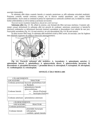 asociaţie (intercalări).
În substanţa albă dintre coamele laterale şi coarnele posterioare se află substanţa reticulată medulară.
Porţiunea centrală, numită comisura cenuşie, are la interior canalul ependimar, care conţine lichid
cefalorahidian. Acest canal se continuă în partea lui superioară cu ventriculii cerebrali care, la rândul lor, conţin
lichid cefalorahidian cu rol în nutriţia şi protecţia nevraxului.
Neuronii motori medulari îndeplinesc funcţii de centri nervoşi.
Substanţa albă (fig. 4.3. B), aflată la exterior, este formată din fibre nervoase mielinice. Coarnele sub-
stanţei cenuşii delimitează în substanţa albă trei perechi de cordoane: anterioare, posterioare şi laterale.În
interiorul cordoanelor se delimitează fascicule (tracturi) ascendente şi descendente (vezi tabelul de mai jos).
Fasciculele ascendente (fig. 4.4. A) sunt senzitive, iar cele descendente (fig. 4.4. B) sunt motorii.
În afara acestor fibre lungi, în substanţa albă medulară există şi fibre scurte, de asociaţie, care fac legătura
între diferitele segmente ale măduvei (fascicule intersegmentare).
Fig. 4.4. Tracturile substanţei albe medulare: A. Ascendente: 1. spinotalamic anterior; 2.
spinotalamic lateral; 3. spinobulbare; 4. spinocerebelos direct; 5. spinocerebelos încrucişat. B.
Descendente: 6. piramidal încrucişat; 7. piramidal direct; 8. rubrospinal; 9. tectospinal; 10. olivospinal;
11. vestibulospinal; 12. reticulospinal.
SINTEZĂ: CĂILE MEDULARE
CĂI DESCENDENTE
LOCALIZARE TRACTURI
Cordoane posterioare
Cordoane laterale
piramidale încrucişate
rubrospinale,
vestibulo- spinale laterale,
CĂI ASCENDENTE
LOCALIZARE TRACTURI
Cordoane posterioare fascicule spinobulbare( Goll
şi Burdach)
Cordoane laterale
spinotalamice laterale
spinocerebeloase
— directe (Flechsig)
— încricişate (Gowers)
Cordoane anterioare spinotalamice anterioare
 