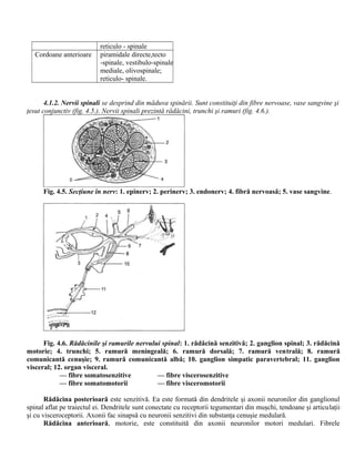 reticulo - spinale
Cordoane anterioare piramidale directe,tecto
-spinale, vestibulo-spinale
mediale, olivospinale;
reticulo- spinale.
4.1.2. Nervii spinali se desprind din măduva spinării. Sunt constituiţi din fibre nervoase, vase sangvine şi
ţesut conjunctiv (fig. 4.5.). Nervii spinali prezintă rădăcini, trunchi şi ramuri (fig. 4.6.).
Fig. 4.5. Secţiune în nerv: 1. epinerv; 2. perinerv; 3. endonerv; 4. fibră nervoasă; 5. vase sangvine.
Fig. 4.6. Rădăcinile şi ramurile nervului spinal: 1. rădăcină senzitivă; 2. ganglion spinal; 3. rădăcină
motorie; 4. trunchi; 5. ramură meningeală; 6. ramură dorsală; 7. ramură ventrală; 8. ramură
comunicantă cenuşie; 9. ramură comunicantă albă; 10. ganglion simpatic paravertebral; 11. ganglion
visceral; 12. organ visceral.
— fibre somatosenzitive — fibre viscerosenzitive
— fibre somatomotorii — fibre visceromotorii
Rădăcina posterioară este senzitivă. Ea este formată din dendritele şi axonii neuronilor din ganglionul
spinal aflat pe traiectul ei. Dendritele sunt conectate cu receptorii tegumentari din muşchi, tendoane şi articulaţii
şi cu visceroceptorii. Axonii fac sinapsă cu neuronii senzitivi din substanţa cenuşie medulară.
Rădăcina anterioară, motorie, este constituită din axonii neuronilor motori medulari. Fibrele
 