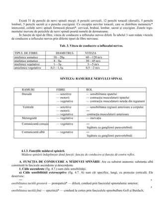 Există 31 de perechi de nervi spinali micşti: 8 perechi cervicali, 12 perechi toracali (dorsali), 5 perechi
lombari, 5 perechi sacrali şi o pereche coccigieni. Cu excepţia nervilor toracali, care se distribuie metameric*
intercostal, ceilalţi nervi spinali formează plexuri*: cervical, brahial, lombar, sacrat şi coccigian. Zonele tegu-
mentului inervate de perechile de nervi spinali poartă numele de dermatoame.
În funcţie de tipul de fibre, viteza de conducere a influxului nervos diferă. În tabelul 3 sunt redate vitezele
de conducere a influxului nervos prin diferite tipuri de fibre nervoase.
Tab. 3. Viteza de conducere a influxului nervos.
TIPUL DE FIBRE DIAMETRUL VITEZA
mielinice somatice 10—20μ 60—120 m/s
mielinice somatice 4—8μ 30—45 m/s
mielinice vegetative 1—3μ 3—5 m/s
amielinice vegetative 0,3—1,5μ 0,5—2 m/s
SINTEZA: RAMURILE NERVULUI SPINAL
RAMURI FIBRE ROL
Dorsală — senzitive
— motorii
— vegetative
— sensibilitatea spatelui
— contracţia musculaturii spatelui
— contracţia musculaturii netede din tegument
Ventrală — senzitive
— motorii
— vegetative
— sensibilitatea regiunii anterioare a corpului
—
contracţia musculaturii anterioare
Meningeală — vegetative — inervaţia
Comunicantă cenuşie — vegetative —
legătura cu ganglionii paravertebrali
—Comunicantă albă — vegetative —
legătura cu ganglionii paravertebrali
—
4.1.3. Funcţiile măduvei spinării.
Măduva spinării îndeplineşte două funcţii: funcţia de conducere şi funcţia de centru reflex.
A. FUNCŢIA DE CONDUCERE A MĂDUVEI SPINĂRII. Are ca substrat anatomic substanţa albă
constituită în fascicule ascendente şi descendente.
1. Căile ascendente (fig. 4.7.) sunt căile sensibilităţii.
a) Căile sensibilităţii exteroceptive (fig. 4.7. A) sunt căi specifice, lungi, cu proiecţie corticală. Ele
deservesc:
— s
ensibilitatea tactilă grosieră — protopatică* — difuză, condusă prin fasciculul spinotalamic anterior;
— s
ensibilitatea tactilă fină — epicritică* — condusă la cortex prin fasciculele spinobulbare Goll şi Burdach;
 