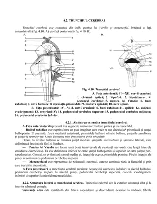 4.2. TRUNCHIUL CEREBRAL
Trunchiul cerebral este constituit din bulb, puntea lui Varolio şi mezencefal. Prezintă o faţă
anterolaterală (fig. 4.10. A) şi o faţă posterioară (fig. 4.10. B).
A. B.
Fig. 4.10. Trunchiul cerebral:
A. Faţa anterioară: II—XII. nervii cranieni.
1. chiasmă optică; 2. hipofiză; 3. hipotalamus; 4.
peduncul cerebral; 5. puntea lui Varolio; 6. bulb
rahidian; 7. olive bulbare; 8. decusaţia piramidală; 9. măduva spinării; 10. nerv spinal.
B. Faţa posterioară: IV—VIII. nervi cranieni: 6. bulb rahidian;11. epifiză; 12. coliculii
cvadrigemeni; 13. ventricul IV; 14. pedunculul cerebelos superior; 15. pedunculul cerebelos mijlociu;
16. pedunculul cerebelos inferior.
4.2.1. Alcătuirea externă a trunchiului cerebral
A. Faţa anterolaterală prezintă trei segmente anatomice: bulbul, puntea şi mezencefalul.
— Bulbul rahidian este cuprins între un plan imaginar care trece pe sub decusaţia* piramidală şi şanţul
bulbopontin. El prezintă: fisura mediană anterioară, piramidele bulbare, olivele bulbare, şanţurile preolivare
şi şanţurile retroolivare. Unele elemente sunt continuarea celor medulare.
Dorsal, la nivelul bulbului se remarcă şanţul median, şanţurile intermediare şi şanţurile laterale, care
delimitează fasciculele Goll şi Burdach.
— Puntea lui Varolio are forma unei benzi transversale de substanţă nervoasă, care leagă între ele
emisferele cerebeloase. Ea este delimitată inferior de către şanţul bulbopontin şi superior de către şanţul pon-
topeduncular. Central, se evidenţiază şanţul median şi, lateral de acesta, piramidele pontine. Părţile laterale ale
punţii se continuă cu pedunculii cerebeloşi mijlocii.
— Mezencefalul este reprezentat de pedunculii cerebrali, care se continuă până la diencefal şi prin
care trec căile piramidale.
B. Faţa posterioară a trunchiului cerebral prezintă: pedunculii cerebeloşi inferiori la nivelul bulbului,
pedunculii cerebeloşi mijlocii la nivelul punţii, pedunculii cerebeloşi superiori, coliculii cvadrigemeni
inferiori şi superiori la nivelul mezencefalului.
4.2.2. Structura internă a trunchiului cerebral. Trunchiul cerebral are la exterior substanţă albă şi la
interior substanţă cenuşie.
Substanţa albă este constituită din fibrele ascendente şi descendente descrise la măduvă, fibrele
 