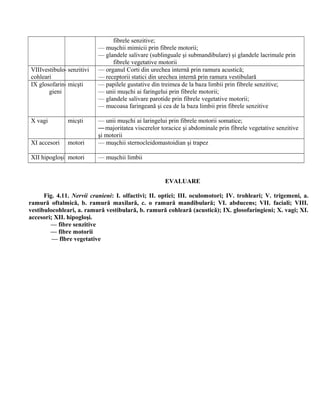 fibrele senzitive;
— muşchii mimicii prin fibrele motorii;
— glandele salivare (sublinguale şi submandibulare) şi glandele lacrimale prin
fibrele vegetative motorii
VIIIvestibulo-
cohleari
senzitivi — organul Corti din urechea internă prin ramura acustică;
— receptorii statici din urechea internă prin ramura vestibulară
IX glosofarin-
gieni
micşti — papilele gustative din treimea de la baza limbii prin fibrele senzitive;
— unii muşchi ai faringelui prin fibrele motorii;
— glandele salivare parotide prin fibrele vegetative motorii;
— mucoasa faringeană şi cea de la baza limbii prin fibrele senzitive
X vagi micşti — unii muşchi ai laringelui prin fibrele motorii somatice;
—majoritatea viscerelor toracice şi abdominale prin fibrele vegetative senzitive
şi motorii
XI accesori motori — muşchii sternocleidomastoidian şi trapez
XII hipogloşi motori — muşchii limbii
EVALUARE
Fig. 4.11. Nervii cranieni: I. olfactivi; II. optici; III. oculomotori; IV. trohleari; V. trigemeni, a.
ramură oftalmică, b. ramură maxilară, c. o ramură mandibulară; VI. abducens; VII. faciali; VIII.
vestibulocohleari, a. ramură vestibulară, b. ramură cohleară (acustică); IX. glosofaringieni; X. vagi; XI.
accesori; XII. hipogloşi.
— fibre senzitive
— fibre motorii
— flbre vegetative
 