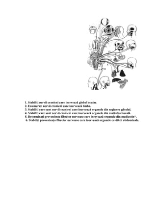 1. Stabiliţi nervii cranieni care inervează globul ocular.
2. Enumeraţi nervii cranieni care inervează limba.
3. Stabiliţi care sunt nervii cranieni care inervează organele din regiunea gâtului.
4. Stabiliţi care sunt nervii cranieni care inervează organele din cavitatea bucală.
5. Determinaţi provenienţa fibrelor nervoase care inervează organele din madiastin*.
6. Stabiliţi provenienţa fibrelor nervoase care inervează organele cavităţii abdominale.
 