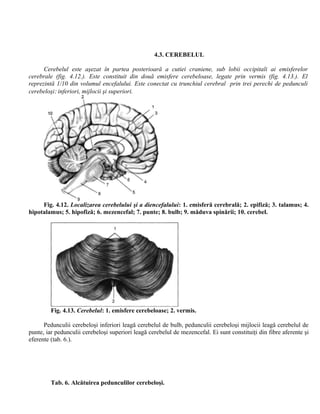 4.3. CEREBELUL
Cerebelul este aşezat în partea posterioară a cutiei craniene, sub lobii occipitali ai emisferelor
cerebrale (fig. 4.12.). Este constituit din două emisfere cerebeloase, legate prin vermis (fig. 4.13.). El
reprezintă 1/10 din volumul encefalului. Este conectat cu trunchiul cerebral prin trei perechi de pedunculi
cerebeloşi: inferiori, mijlocii şi superiori.
Fig. 4.12. Localizarea cerebelului şi a diencefalului: 1. emisferă cerebrală; 2. epifiză; 3. talamus; 4.
hipotalamus; 5. hipofiză; 6. mezencefal; 7. punte; 8. bulb; 9. măduva spinării; 10. cerebel.
Fig. 4.13. Cerebelul: 1. emisfere cerebeloase; 2. vermis.
Pedunculii cerebeloşi inferiori leagă cerebelul de bulb, pedunculii cerebeloşi mijlocii leagă cerebelul de
punte, iar pedunculii cerebeloşi superiori leagă cerebelul de mezencefal. Ei sunt constituiţi din fibre aferente şi
eferente (tab. 6.).
Tab. 6. Alcătuirea pedunculilor cerebeloşi.
 