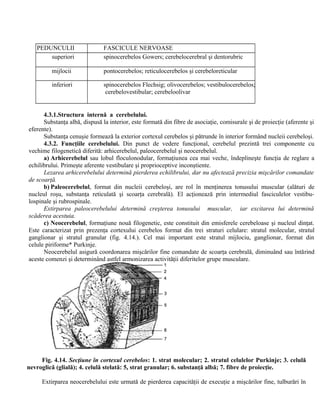 PEDUNCULII FASCICULE NERVOASE
superiori spinocerebelos Gowers; cerebelocerebral şi dentorubric
mijlocii pontocerebelos; reticulocerebelos şi cerebeloreticular
inferiori spinocerebelos Flechsig; olivocerebelos; vestibulocerebelos;
cerebelovestibular; cerebeloolivar
4.3.1.Structura internă a cerebelului.
Substanţa albă, dispusă la interior, este formată din fibre de asociaţie, comisurale şi de proiecţie (aferente şi
eferente).
Substanţa cenuşie formează la exterior cortexul cerebelos şi pătrunde în interior formând nucleii cerebeloşi.
4.3.2. Funcţiile cerebelului. Din punct de vedere funcţional, cerebelul prezintă trei componente cu
vechime filogenetică diferită: arhicerebelul, paleocerebelul şi neocerebelul.
a) Arhicerebelul sau lobul floculonodular, formaţiunea cea mai veche, îndeplineşte funcţia de reglare a
echilibrului. Primeşte aferente vestibulare şi proprioceptive inconştiente.
Lezarea arhicerebelului determină pierderea echilibrului, dar nu afectează precizia mişcărilor comandate
de scoarţă.
b) Paleocerebelul, format din nucleii cerebeloşi, are rol în menţinerea tonusului muscular (alături de
nucleul roşu, substanţa reticulată şi scoarţa cerebrală). El acţionează prin intermediul fasciculelor vestibu-
lospinale şi rubrospinale.
Extirparea paleocerebelului determină creşterea tonusului muscular, iar excitarea lui determină
scăderea acestuia.
c) Neocerebelul, formaţiune nouă filogenetic, este constituit din emisferele cerebeloase şi nucleul dinţat.
Este caracterizat prin prezenţa cortexului cerebelos format din trei straturi celulare: stratul molecular, stratul
ganglionar şi stratul granular (fig. 4.14.). Cel mai important este stratul mijlociu, ganglionar, format din
celule piriforme* Purkinje.
Neocerebelul asigură coordonarea mişcărilor fine comandate de scoarţa cerebrală, diminuând sau întărind
aceste comenzi şi determinând astfel armonizarea activităţii diferitelor grupe musculare.
Fig. 4.14. Secţiune în cortexul cerebelos: 1. strat molecular; 2. stratul celulelor Purkinje; 3. celulă
nevroglică (glială); 4. celulă stelată: 5, strat granular; 6. substanţă albă; 7. fibre de proiecţie.
Extirparea neocerebelului este urmată de pierderea capacităţii de execuţie a mişcărilor fine, tulburări în
 