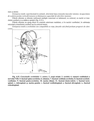 mers şi atonie.
Extirparea totală, experimentată la animale, determină lipsa tonusului muscular (atonie), incapacitatea
de a păstra poziţia verticală (astazie) şi diminuarea capacităţii de efort fizic (astenie).
Fibrele aferente şi eferente realizează multiple conexiuni cu talamusul, cu cortexul, cu nuclei ai trun-
chului cerebral şi cu măduva spinării (fig. 4.15.).
Fibrele eferente nu ajung direct în coarnele anterioare medulare, ci în nucleii vestibulari, în substanţa
reticulată a trunchiului cerebral sau în cortexul motor.
Extirparea totală a cerebelului este compatibilă cu viaţa, funcţiile sale fiind preluate progresiv de către
cortex.
Fig. 4.15. Conexiunile cerebelului: 1. cortex; 2. corpi striaţi; 3. cerebel; 4. ramură vestibulară a
nervului VIII; 5. fascicul spino-cerebelos; 6. talamus; 7. fascicul vestibulo-cerebelos; 8. fascicul cerebelo-
vestibular; 9. fascicul ponto-cerebelos; 10. nucleu dinţat; 11. fascicul dento-rubric; t. fascicul tecto-
spinal; r1 rubrospinal; p. nucleu pontin; v. fascicul vestibulospinal; o. fascicul olivospinal; r2. fascicul
reticulospinal.
 