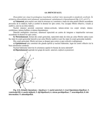 4.4. DIENCEFALUL
Diencefalul este situat în prelungirea trunchiului cerebral, între mezencefal şi emisferele cerebrale. În
alcătuirea diencefalului intră talamusul, metatalamusul, epitalamusul şi hipotalamusul (fig. 4.12. şi 4.17.).
a) Talamusul, prin nucleii care intră în structura sa, constituie o staţie de releu pentru fibrele ascendente
provenite de la măduvă, bulb şi cerebel în drumul lor spre cortex. Fac excepţie fibrele olfactive, vizuale şi
auditive, care nu au releu talamic.
Nucleii talamici prezintă conexiuni talamo-corticale, talamo-striate (cu corpii striaţi), talamo-
cerebeloase, talamo-bulbare şi talamo-hipotalamice.
Datorită multiplelor conexiuni, talamusul reprezintă un centru de integrare a impulsurilor nervoase
ascendente în drumul lor spre cortex.
b) Metatalamusul, format din corpii geniculaţi, reprezintă staţie de releu pe calea fibrelor optice (care
fac staţie în corpii geniculaţi laterali) şi pe calea fibrelor auditive (care fac staţie în corpii geniculaţi mediali).
Din corpii geniculaţi, fibrele nervoase se despart spre cortex şi spre coliculii cvadrigemeni.
c) Epitalamusul este constituit din glanda epifiză şi nucleul habenular, legat de centrii olfactivi de la
baza emisferelor cerebrale.
Nucleul habenular intervine în orientarea capului în funcţie de sursa odorantă*.
d) Hipotalamusul cuprinde trei grupe de nuclei: anteriori, mijlocii şi posteriori.
1.
Fig. 4.16. Relaţiile hipotalamo - hipofizare: 1. nuclei anteriori; 2. tract hipotalamo-hipofizar; 3.
ventriculul III; 4. nuclei mijlocii; 5. tijă hipofizară; 6. sistem porthipofizar; 7. neurohipofiză; 8. lob
intermediar; 9. adenohipofiză.
 