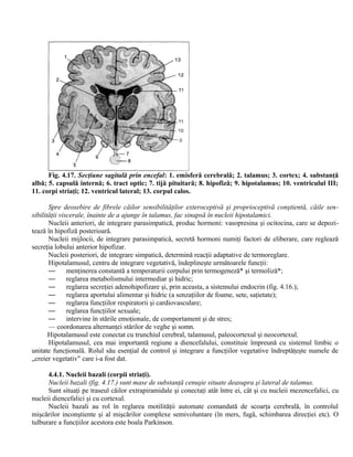 Fig. 4.17. Secţiune sagitală prin encefal: 1. emisferă cerebrală; 2. talamus; 3. cortex; 4. substanţă
albă; 5. capsulă internă; 6. tract optic; 7. tijă pituitară; 8. hipofiză; 9. hipotalamus; 10. ventriculul III;
11. corpi striaţi; 12. ventricul lateral; 13. corpul calos.
Spre deosebire de fibrele căilor sensibilităţilor exteroceptivă şi proprioceptivă conştientă, căile sen-
sibilităţii viscerale, înainte de a ajunge în talamus, fac sinapsă în nucleii hipotalamici.
Nucleii anteriori, de integrare parasimpatică, produc hormoni: vasopresina şi ocitocina, care se depozi-
tează în hipofiză posterioară.
Nucleii mijlocii, de integrare parasimpatică, secretă hormoni numiţi factori de eliberare, care reglează
secreţia lobului anterior hipofizar.
Nucleii posteriori, de integrare simpatică, determină reacţii adaptative de termoreglare.
Hipotalamusul, centru de integrare vegetativă, îndeplineşte următoarele funcţii:
— menţinerea constantă a temperaturii corpului prin termogeneză* şi termoliză*;
— reglarea metabolismului intermediar şi hidric;
— reglarea secreţiei adenohipofizare şi, prin aceasta, a sistemului endocrin (fig. 4.16.);
— reglarea aportului alimentar şi hidric (a senzaţiilor de foame, sete, saţietate);
— reglarea funcţiilor respiratorii şi cardiovasculare;
— reglarea funcţiilor sexuale;
— intervine în stările emoţionale, de comportament şi de stres;
— coordonarea alternanţei stărilor de veghe şi somn.
Hipotalamusul este conectat cu trunchiul cerebral, talamusul, paleocortexul şi neocortexul.
Hipotalamusul, cea mai importantă regiune a diencefalului, constituie împreună cu sistemul limbic o
unitate funcţională. Rolul său esenţial de control şi integrare a funcţiilor vegetative îndreptăţeşte numele de
„creier vegetativ" care i-a fost dat.
4.4.1. Nucleii bazali (corpii striaţi).
Nucleii bazali (fig. 4.17.) sunt mase de substanţă cenuşie situate deasupra şi lateral de talamus.
Sunt situaţi pe traseul căilor extrapiramidale şi conectaţi atât între ei, cât şi cu nucleii mezencefalici, cu
nucleii diencefalici şi cu cortexul.
Nucleii bazali au rol în reglarea motilităţii automate comandată de scoarţa cerebrală, în controlul
mişcărilor inconştiente şi al mişcărilor complexe semivoluntare (în mers, fugă, schimbarea direcţiei etc). O
tulburare a funcţiilor acestora este boala Parkinson.
 