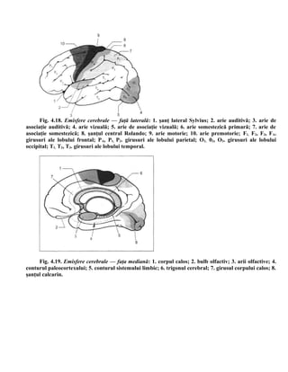 Fig. 4.18. Emisfere cerebrale — faţă laterală: 1. şanţ lateral Sylvius; 2. arie auditivă; 3. arie de
asociaţie auditivă; 4. arie vizuală; 5. arie de asociaţie vizuală; 6. arie somestezică primară; 7. arie de
asociaţie somestezică; 8. şanţul central Rolando; 9. arie motorie; 10. arie premotorie; F1, F2, F3, FA.
girusuri ale lobului frontal; PA, P1, P2. girusuri ale lobului parietal; O1, 02, O3. girusuri ale lobului
occipital; T1, T2, T3. girusuri ale lobului temporal.
Fig. 4.19. Emisfere cerebrale — faţa mediană: 1. corpul calos; 2. bulb olfactiv; 3. arii olfactive; 4.
conturul paleocortexului; 5. conturul sistemului limbic; 6. trigonul cerebral; 7. girusul corpului calos; 8.
şanţul calcarin.
 