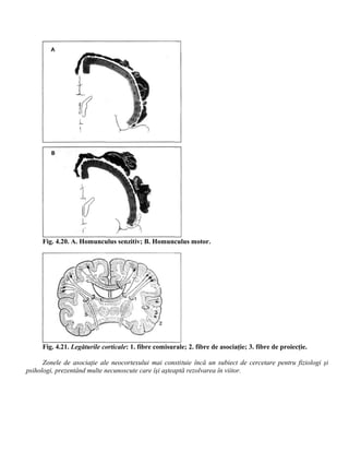 Fig. 4.20. A. Homunculus senzitiv; B. Homunculus motor.
Fig. 4.21. Legăturile corticale: 1. fibre comisurale; 2. fibre de asociaţie; 3. fibre de proiecţie.
Zonele de asociaţie ale neocortexului mai constituie încă un subiect de cercetare pentru fiziologi şi
psihologi, prezentând multe necunoscute care îşi aşteaptă rezolvarea în viitor.
 