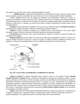 sub acţiunea unui excitant extern, fără o pregătire prealabilă a scoarţei;
— inhibiţia internă, condiţionată sau dobândită, este caracteristică scoarţei cerebrale şi apare numai
după o pregătire a acesteia. Excitantul care o provoacă este cel care a produs anterior reflexul condiţionat.
Formele inhibiţiei interne sunt: de stingere, de întârziere şi de diferenţiere. Inhibiţia de stingere se
produce aunci când EC nu mai este asociat cu EN. Inhibiţia de întârziere se produce atunci când intervalul de
timp dintre aplicarea EC şi aplicarea EN se măreşte, deci reflexul condiţionat apare după o perioadă de latenţă.
Inhibiţia de diferenţiere se produce la asocierea mai multor excitanţi condiţionaţi de aceeaşi natură, dar de
intensităţi diferite.
Excitaţia se poate transforma în inhibiţie şi invers, proces de mobilitate denumit dinamică corticală. În
cadrul dinamicii corticale deosebim: iradierea, concentrarea şi inducţia reciprocă.
Iradierea constă în extinderea excitaţiei sau a inhibiţiei dintr-o zonă corticală în zone vecine legate
funcţional de prima. Mărimea procesului de iradiere depinde de intensitatea stimulului.
Concentrarea este un proces activ, opus fenomenului de iradiere. El constă în revenirea excitaţiei sau
inhibiţiei la zona iniţială.
Inducţia reciprocă constă în faptul că un focar de excitaţie provoacă inhibiţie în jurul lui, în timp ce un
focar de inhibiţie provoacă în jurul lui o zonă de excitaţie. Ea tinde să limiteze extinderea excitaţiei sau a
inhibiţiei, iar din această interdependenţă rezultă un echilibru funcţional între cele două procese.
Fig. 4.22. Arcuri reflexe necondiţionate şi condiţionate de salivaţie.
Veghea şi somnul. În reglarea alternanţei dintre veghe şi somn, un rol esenţial îl deţine sistemul
reticulat activator ascendent (SAA), constituit din formaţiunile reticulate ale trunchiului cerebral. Acestea
primesc aferenţe prin colaterale ale căilor ascendente specifice ale sensibilităţii şi trimit eferenţe ascendente şi
descendente. Eferenţele ascendente proiectează difuz şi nespecific în cortex, determinând, prin impulsurile
declanşate permanent, creşterea tonusului funcţional şi pregătirea lui pentru recepţionarea informaţiilor. Se
realizează astfel „reacţia de trezire" caracteristică stării de veghe, stării de conştientă şi procesului de învăţare.
Între cortex şi formaţiunea reticulată există un permanent circuit cortico-reticulo-cortical, de tip feed-back,
de autoreglare a activităţii corticale.
Veghea reprezintă starea funcţională cerebrală determinată de creşterea tonusului SAA, concomitent cu
orientarea conştienţei spre o anumită activitate. Veghea începe o dată cu stabiiirea contactului conştient cu
mediul înconjurător sau cu gândurile proprii şi se termină când acest contact încetează.
 