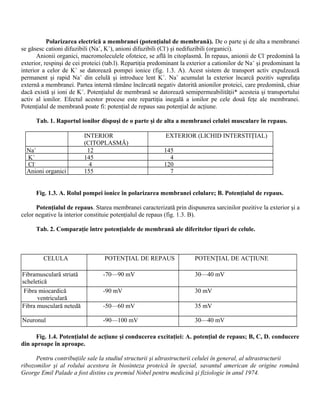Polarizarea electrică a membranei (potenţialul de membrană). De o parte şi de alta a membranei
se găsesc cationi difuzibili (Na+
, K+
), anioni difuzibili (Cl-
) şi nedifuzibili (organici).
Anionii organici, macromoleculele ofoteice, se află în citoplasmă. În repaus, anionii de Cl-
predomină la
exterior, respinşi de cei proteici (tab.l). Repartiţia predominant la exterior a cationilor de Na+
şi predominant la
interior a celor de K+
se datorează pompei ionice (fig. 1.3. A). Acest sistem de transport activ expulzează
permanent şi rapid Na+
din celulă şi introduce lent K+
. Na+
acumulat la exterior încarcă pozitiv suprafaţa
externă a membranei. Partea internă rămâne încărcată negativ datorită anionilor proteici, care predomină, chiar
dacă există şi ioni de K+
. Potenţialul de membrană se datorează semipermeabilităţii* acesteia şi transportului
activ al ionilor. Efectul acestor procese este repartiţia inegală a ionilor pe cele două feţe ale membranei.
Potenţialul de membrană poate fi: potenţial de repaus sau potenţial de acţiune.
Tab. 1. Raportul ionilor dispuşi de o parte şi de alta a membranei celulei musculare în repaus.
INTERIOR
(CITOPLASMĂ)
EXTERIOR (LICHID INTERSTIŢIAL)
Na+
12 145
K+
145 4
Cl-
4 120
Anioni organici 155 7
Fig. 1.3. A. Rolul pompei ionice în polarizarea membranei celulare; B. Potenţialul de repaus.
Potenţialul de repaus. Starea membranei caracterizată prin dispunerea sarcinilor pozitive la exterior şi a
celor negative la interior constituie potenţialul de repaus (fig. 1.3. B).
Tab. 2. Comparaţie între potenţialele de membrană ale diferitelor tipuri de celule.
CELULA POTENŢIAL DE REPAUS POTENŢIAL DE ACŢIUNE
Fibramusculară striată
scheletică
-70—90 mV 30—40 mV
Fibra miocardică
ventriculară
-90 mV 30 mV
Fibra musculară netedă -50—60 mV 35 mV
Neuronul -90—100 mV 30—40 mV
Fig. 1.4. Potenţialul de acţiune şi conducerea excitaţiei: A. potenţial de repaus; B, C, D. conducere
din aproape în aproape.
Pentru contribuţiile sale la studiul structurii şi ultrastructurii celulei în general, al ultrastructurii
ribozomilor şi al rolului acestora în biosinteza proteică în special, savantul american de origine română
George Emil Palade a fost distins cu premiul Nobel pentru medicină şi fiziologie în anul 1974.
 