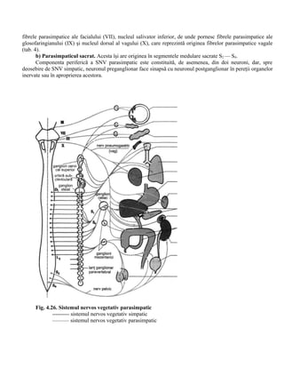 fibrele parasimpatice ale facialului (VII), nucleul salivator inferior, de unde pornesc fibrele parasimpatice ale
glosofaringianului (IX) şi nucleul dorsal al vagului (X), care reprezintă originea fibrelor parasimpatice vagale
(tab. 4).
b) Parasimpaticul sacrat. Acesta îşi are originea în segmentele medulare sacrate S2 — S4.
Componenta periferică a SNV parasimpatic este constituită, de asemenea, din doi neuroni, dar, spre
deosebire de SNV simpatic, neuronul preganglionar face sinapsă cu neuronul postganglionar în pereţii organelor
inervate sau în aproprierea acestora.
Fig. 4.26. Sistemul nervos vegetativ parasimpatic
----------- sistemul nervos vegetativ simpatic
——— sistemul nervos vegetativ parasimpatic
 