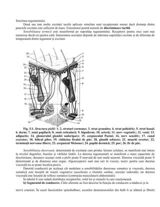 funzimea tegumentului.
Două sau mai multe excitaţii tactile aplicate simultan sunt recepţionate numai dacă distanţa dintre
punctele excitate este suficient de mare. Fenomenul poartă numele de discriminare tactilă.
Sensibilitatea termică este neuniformă pe suprafaţa tegumentului. Receptorii pentru rece sunt mai
numeroşi decât cei pentru cald. Intensitatea senzaţiei depinde de mărimea suprafeţei excitate şi de diferenţa de
temperatură dintre tegument şi excitant.
Fig. 5.1. Structura pielii: 1. 2. straturi cornoase; 3. strat granulos; 4. strat poliedric; 5. strat bazal;
6. derm; 7. zonă papilară; 8. zonă reticulară; 9. hipoderm; 10. arteră; 11. nerv vegetativ; 12. venă; 13.
adipocite; 14. glomerulul glandei sudoripare; 15. corpusculul Pacini; 16. nerv senzitiv; 17. canal
excretor; 18. folicul pilos; 19. rădăcina firului de păr; 20. glandă sebacee; 21. muşchi erector; 22.
terminaţii nervoase libere; 23. corpuscul Meissner; 24. papilă dermică; 25. por; 26. fir de păr.
Sensibilitatea dureroasă, determinată de excitanţi care produc leziuni celulare, se manifestă mai intens
la nivelul degetelor, buzelor şi vârfului limbii. La durerea tegumentară se manifestă o mare capacitate de
discriminare, deoarece aceeaşi zonă a pielii poate fi inervată de mai mulţi neuroni. Durerea viscerală poate fi
determinată şi de distensia unui organ. Algoreceptorii sunt mai rari în viscere, motiv pentru care durerea
viscerală nu se poate localiza precis.
Datorită conducerii pe aceleaşi căi medulare a sensibilităţilor dureroase somatice şi viscerale, durerea
somatică este însoţită de reacţii vegetative (accelerare a ritmului cardiac, secreţie sudorală), iar durerea
viscerală este însoţită de reflexe somatice (contracţia musculaturii abdominale).
În tabelul 8 este redată distribuţia receptorilor, rolul lor şi stimulii la care reacţionează.
b) Segmentul de conducere. Căile aferente au fost descrise la funcţia de conducere a măduvei şi la
nervii cranieni. În cazul fasciculelor spinobulbare, axonilor deutoneuronilor din bulb li se alătură şi fibrele
 