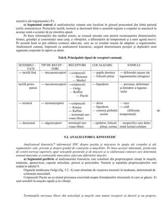 senzitive ale trigemenului (V).
c) Segmentul central al analizatorului cutanat este localizat în girusul postcentral din lobul parietal
(ariile somestezice). Proiecţiile tactilă, termică şi dureroasă dintr-o anumită regiune a corpului se amestecă în
aceeaşi zonă a scoarţei de pe emisfera opusă.
Pe baza informaţiilor din mediul extern, se creează senzaţii care permit recunoaşterea dimensiunilor,
formei, greutăţii şi consistenţei unui corp, a vibraţiilor, a diferenţelor de temperatură şi a unor agenţi nocivi.
Pe această bază se pot elabora comenzi adecvate, care au ca rezultat reacţia de adaptare a organismului.
Analizatorul cutanat, împreună cu analizatorul kinestezic, asigură determinarea poziţiei şi deplasării unor
segmente corporale în raport cu altele.
Tab.8. Principalele tipuri de receptori cutanaţi.
SENSIBILI –
TATE
TIP DE RECEP –
TORI
RECEPTORI LOCALIZARE STIMULI
— tactilă fină — mecanoreceptori —corpusculi:
— Meissner
— Merkel
— papile dermice
— foliculii piloşi
— deformări uşoare ale
tegumentului (atingere)
tactilă proto-
patică
— mecanoreceptori —corpusculi:
— Golgi
— Ruffini
— Pacini
— hipoderm — presiune, deformare
şi întindere a tegume-
nului
— termică — termoreceptori —corpusculi:
— Krause
— Ruffini
—terminaţii ner-
voase libere
— derm
— hipoderm
— corneea globului
ocular
— rece
— cald
(diferenţe de
temperatură)
— dureroasă — algoreceptori terminaţii ner-
voase libere
—epiderm, foliculi
piloşi, cornee
—nespecifici care deter-
mină leziuni celulare
5.2. ANALIZATORUL KINESTEZIC
Analizatorul kinestezic* informează SNC despre poziţia şi mişcarea în spaţiu ale corpului şi ale
segmentelor sale, precum şi despre gradul de contracţie a muşchilor. Pe baza acestor informaţii, prelucrate
de centrii nervoşi superiori, apar senzaţiile posturale şi de mişcare şi se elaborează comenzi care determină
tonusul muscular şi contracţiile musculare adecvate diferitelor mişcări.
a) Segmentul periferic al analizatorului kinestezic este constituit din proprioceptori situaţi în muşchi,
tendoane, aponevroze, capsule articulare, periost şi pericondru. Numele şi repartiţia proprioceptorilor este
redată în tabelul 9.
Organele tendinoase Golgi (fig. 5.2. A) sunt stimulate de creşterea tensiunii în tendoane, determinată de
contracţia musculară.
Corpusculii Pacini au ca stimul presiunea exercitată asupra formaţiunilor structurale în care se găsesc. Ei
sunt sensibili la mişcări rapide şi la vibraţii.
Terminaţiile nervoase libere din articulaţii şi muşchi sunt numai receptori ai durerii şi nu proprio-
 