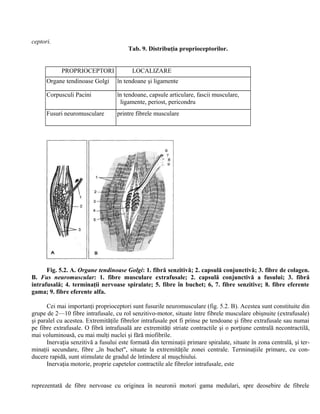 ceptori.
Tab. 9. Distribuţia proprioceptorilor.
PROPRIOCEPTORI LOCALIZARE
Organe tendinoase Golgi în tendoane şi ligamente
Corpusculi Pacini în tendoane, capsule articulare, fascii musculare,
ligamente, periost, pericondru
Fusuri neuromusculare printre fibrele musculare
Fig. 5.2. A. Organe tendinoase Golgi: 1. fibră senzitivă; 2. capsulă conjunctivă; 3. fibre de colagen.
B. Fus neuromuscular: 1. fibre musculare extrafusale; 2. capsulă conjunctivă a fusului; 3. fibră
intrafusală; 4. terminaţii nervoase spiralate; 5. fibre în buchet; 6, 7. fibre senzitive; 8. fibre eferente
gama; 9. fibre eferente alfa.
Cei mai importanţi proprioceptori sunt fusurile neuromusculare (fig. 5.2. B). Acestea sunt constituite din
grupe de 2—10 fibre intrafusale, cu rol senzitivo-motor, situate între fibrele musculare obişnuite (extrafusale)
şi paralel cu acestea. Extremităţile fibrelor intrafusale pot fi prinse pe tendoane şi fibre extrafusale sau numai
pe fibre extrafusale. O fibră intrafusală are extremităţi striate contractile şi o porţiune centrală necontractilă,
mai voluminoasă, cu mai mulţi nuclei şi fără miofibrile.
Inervaţia senzitivă a fusului este formată din terminaţii primare spiralate, situate în zona centrală, şi ter-
minaţii secundare, fibre „în buchet", situate la extremităţile zonei centrale. Terminaţiile primare, cu con-
ducere rapidă, sunt stimulate de gradul de întindere al muşchiului.
Inervaţia motorie, proprie capetelor contractile ale fibrelor intrafusale, este
reprezentată de fibre nervoase cu originea în neuronii motori gama medulari, spre deosebire de fibrele
 