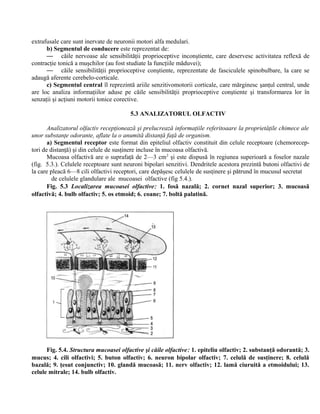 extrafusale care sunt inervate de neuronii motori alfa medulari.
b) Segmentul de conducere este reprezentat de:
— căile nervoase ale sensibilităţii proprioceptive inconştiente, care deservesc activitatea reflexă de
contracţie tonică a muşchilor (au fost studiate la funcţiile măduvei);
— căile sensibilităţii proprioceptive conştiente, reprezentate de fasciculele spinobulbare, la care se
adaugă aferente cerebelo-corticale.
c) Segmentul central îl reprezintă ariile senzitivomotorii corticale, care mărginesc şanţul central, unde
are loc analiza informaţiilor aduse pe căile sensibilităţii proprioceptive conştiente şi transformarea lor în
senzaţii şi acţiuni motorii tonice corective.
5.3 ANALIZATORUL OLFACTIV
Analizatorul olfactiv recepţionează şi prelucrează informaţiile referitoaare la proprietăţile chimece ale
unor substanţe odorante, aflate la o anumită distanţă faţă de organism.
a) Segmentul receptor este format din epiteliul olfactiv constituit din celule receptoare (chemorecep-
tori de distanţă) şi din celule de susţinere incluse în mucoasa olfactivă.
Mucoasa olfactivă are o suprafaţă de 2—3 cm2
şi este dispusă în regiunea superioară a foselor nazale
(fig. 5.3.). Celulele receptoare sunt neuroni bipolari senzitivi. Dendritele acestora prezintă butoni olfactivi de
la care pleacă 6—8 cili olfactivi receptori, care depăşesc celulele de susţinere şi pătrund în mucusul secretat
de celulele glandulare ale mucoasei olfactive (fig 5.4.).
Fig. 5.3 Localizarea mucoasei olfactive: 1. fosă nazală; 2. cornet nazal superior; 3. mucoasă
olfactivă; 4. bulb olfactiv; 5. os etmoid; 6. coane; 7. boltă palatină.
Fig. 5.4. Structura mucoasei olfactive şi căile olfactive: 1. epiteliu olfactiv; 2. substanţă odorantă; 3.
mucus; 4. cili olfactivi; 5. buton olfactiv; 6. neuron bipolar olfactiv; 7. celulă de susţinere; 8. celulă
bazală; 9. ţesut conjunctiv; 10. glandă mucoasă; 11. nerv olfactiv; 12. lamă ciuruită a etmoidului; 13.
celule mitrale; 14. bulb olfactiv.
 