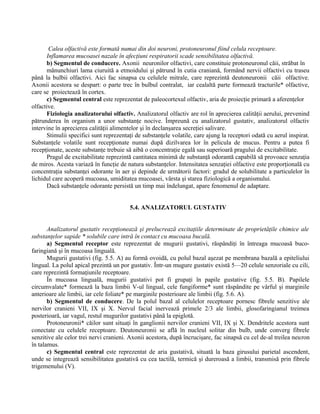 Calea olfactivă este formată numai din doi neuroni, protoneuronul fiind celula receptoare.
Inflamarea mucoasei nazale în afecţiuni respiratorii scade sensibilitatea olfactivă.
b) Segmentul de conducere. Axonii neuronilor olfactivi, care constituie protoneuronul căii, străbat în
mănunchiuri lama ciuruită a etmoidului şi pătrund în cutia craniană, formând nervii olfactivi cu traseu
până la bulbii olfactivi. Aici fac sinapsa cu celulele mitrale, care reprezintă deutoneuronii căii olfactive.
Axonii acestora se despart: o parte trec în bulbul contralat, iar cealaltă parte formează tracturile* olfactive,
care se proiectează în cortex.
c) Segmentul central este reprezentat de paleocortexul olfactiv, aria de proiecţie primară a aferenţelor
olfactive.
Fiziologia analizatorului olfactiv. Analizatorul olfactiv are rol în aprecierea calităţii aerului, prevenind
pătrunderea în organism a unor substanţe nocive. Împreună cu analizatorul gustativ, analizatorul olfactiv
intervine în aprecierea calităţii alimentelor şi în declanşarea secreţiei salivare.
Stimulii specifici sunt reprezentaţi de substanţele volatile, care ajung la receptori odată cu aerul inspirat.
Substanţele volatile sunt recepţionate numai după dizilvarea lor în pelicula de mucus. Pentru a putea fi
recepţionate, aceste substanţe trebuie să aibă o concentraţie egală sau superioară pragului de excitabilitate.
Pragul de excitabilitate reprezintă cantitatea minimă de substanţă odorantă capabilă să provoace senzaţia
de miros. Acesta variază în funcţie de natura substanţelor. Intensitatea senzaţiei olfactive este proporţională cu
concentraţia substanţei odorante în aer şi depinde de următorii factori: gradul de solubilitate a particulelor în
lichidul care acoperă mucoasa, umiditatea mucoasei, vârsta şi starea fiziologică a organismului.
Dacă substanţele odorante persistă un timp mai îndelungat, apare fenomenul de adaptare.
5.4. ANALIZATORUL GUSTATIV
Analizatorul gustativ recepţionează şi prelucrează excitaţiile determinate de proprietăţile chimice ale
substanţelor sapide * solubile care intră în contact cu mucoasa bucală.
a) Segmentul receptor este reprezentat de mugurii gustativi, răspândiţi în întreaga mucoasă buco-
faringiană şi în mucoasa linguală.
Mugurii gustativi (fig. 5.5. A) au formă ovoidă, cu polul bazal aşezat pe membrana bazală a epiteliului
lingual. La polul apical prezintă un por gustativ. Într-un mugure gustativ există 5—20 celule senzoriale cu cili,
care reprezintă formaţiunile receptoare.
În mucoasa linguală, mugurii gustativi pot fi grupaţi în papile gustative (fig. 5.5. B). Papilele
circumvalate* formează la baza limbii V-ul lingual, cele fungiforme* sunt răspândite pe vârful şi marginile
anterioare ale limbii, iar cele foliate* pe marginile posterioare ale limbii (fig. 5.6. A).
b) Segmentul de conducere. De la polul bazal al celulelor receptoare pornesc fibrele senzitive ale
nervilor cranieni VII, IX şi X. Nervul facial inervează primele 2/3 ale limbii, glosofaringianul treimea
posterioară, iar vagul, restul mugurilor gustativi până la epiglotă.
Protoneuronii* căilor sunt situaţi în ganglionii nervilor cranieni VII, IX şi X. Dendritele acestora sunt
conectate cu celulele receptoare. Deutoneuronii se află în nucleul solitar din bulb, unde converg fibrele
senzitive ale celor trei nervi cranieni. Axonii acestora, după încrucişare, fac sinapsă cu cel de-al treilea neuron
în talamus.
c) Segmentul central este reprezentat de aria gustativă, situată la baza girusului parietal ascendent,
unde se integrează sensibilitatea gustativă cu cea tactilă, termică şi dureroasă a limbii, transmisă prin fibrele
trigemenului (V).
 