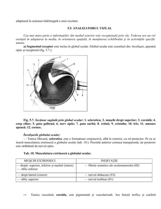 adaptează la acţiunea îndelungată a unui excitant.
5.5. ANALIZATORUL VIZUAL
Cea mai mare parte a informaţiilor din mediul exterior este recepţionată prin văz. Vederea are un rol
esenţial în adaptarea la mediu, în orientarea spaţială, în menţinerea echilibrului şi în activităţile specific
umane.
a) Segmentul receptor este inclus în globul ocular. Globul ocular este constituit din: învelişuri, aparatul
optic şi receptorul (fig. 5.7.).
Fig. 5.7. Secţiune sagitală prin globul ocular: 1. sclerotica; 2. muşchi drept superior; 3. coroidă; 4.
corp ciliar; 5. pata galbenă; 6. nerv optic; 7. pata oarbă; 8. retină; 9. cristalin; 10. iris; 11. umoare
apoasă; 12. cornee.
Învelişurile globului ocular:
— Tunica fibroasă, sclerotica, este o formaţiune conjunctivă, albă la exterior, cu rol protector. Pe ea se
inseră musculatura extrinsecă a globului ocular (tab. 10.). Prezintă anterior corneea transparentă, iar posterior
este străbătută de nervul optic.
Tab. 10. Musculatura extrinsecă a globului ocular.
MUŞCHI EXTRINSECI INERVAŢIE
— drepţi: superior, inferior şi medial (intern)
— oblic inferior
— fibrele somatice ale oculomotorului (III)
— drept lateral (extern) — nervul abducens (VI)
— oblic superior — nervul trohlear (IV)
— Tunica vasculară, coroida, este pigmentată şi vascularizată. Are funcţii trofice şi conferă
 