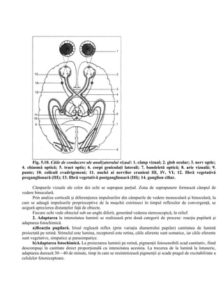 Fig. 5.10. Căile de conducere ale analizatorului vizual: 1. câmp vizual; 2. glob ocular; 3. nerv optic;
4. chiasmă optică; 5. tract optic; 6. corpi geniculaţi laterali; 7. bandeletă optică; 8. arie vizuală; 9.
punte; 10. coliculi cvadrigemeni; 11. nuclei ai nervilor cranieni III, IV, VI; 12. fibră vegetativă
preganglionară (III); 13. fibră vegetativă postganglionară (III); 14. ganglion ciliar.
Câmpurile vizuale ale celor doi ochi se suprapun parţial. Zona de suprapunere formează câmpul de
vedere binoculară.
Prin analiza corticală şi diferenţierea impulsurilor din câmpurile de vedere monoculară şi binoculară, la
care se adaugă impulsurile proprioceptive de la muşchii extrinseci în timpul reflexelor de convergenţă, se
asigură aprecierea distanţelor faţă de obiecte.
Fiecare ochi vede obiectul sub un unghi diferit, generând vederea stereoscopică, în relief.
2. Adaptarea la intensitatea luminii se realizează prin două categorii de procese: reacţia pupilară şi
adaptarea fotochimică.
a)Reacţia pupilară. Irisul reglează reflex (prin variaţia diametrului pupilar) cantitatea de lumină
proiectată pe retină. Stimulul este lumina, receptorul este retina, căile aferente sunt somatice, iar căile eferente
sunt vegetative, simpatice şi parasimpatice.
b)Adaptarea fotochimică. La proiectarea luminii pe retină, pigmenţii fotosensibili scad cantitativ, fiind
descompuşi în cantitate direct proporţională cu intensitatea acesteia. La trecerea de la lumină la întuneric,
adaptarea durează 30—40 de minute, timp în care se resintetizează pigmenţii şi scade pragul de excitabilitate a
celulelor fotoreceptoare.
 