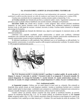 5.6. ANALIZATORUL AUDITIV ŞI ANALIZATORUL VESTIBULAR
Din punct de vedere funcţional, cei doi analizatori sunt independenţi, dar anatomic, receptorii ambilor
analizatori se află în urechea internă, iar căile de conducere sunt ramuri ale aceluiaşi nerv cranian (VIII).
Urechea este constituită din trei componente: urechea externă, medie şi internă (fig. 5.14.).
a) Urechea externă este formată din pavilion şi conductul auditiv extern. Tegumentul conductului este
prevăzut cu peri şi glande sebacee modificate care secretă cerumen, substanţă cu rol protector.
b)Urechea medie este situată într-o cavitate a osului temporal. Spre exterior prezintă membrana
timpanică, iar spre interior fereastra ovală şi fereastra rotundă. Între membrana timpanică şi membrana
ferestrei ovale se află lanţul de oscioare: ciocanul, nicovala şi scăriţa. Urechea medie comunică cu faringele
prin trompa lui Eustachio.
c)Urechea internă este formată din labirintul osos, săpat în osul temporal, în interiorul căruia se află
labirintul membranos.
Labirintul osos cuprinde vestibulul, canale semicirculare şi melcul osos (cohleea). Labirintul
membranos este constituit din utriculă şi saculă (în vestibulul osos), canalele semicirculare membranoase (în
canalele semicirculare osoase) şi melcul membranos sau canalul cohlear (în cohlee).
În labirintul membranos se află endolimfa. Între labirintul osos şi cel membranos se află perilimfa. La
baza canalelor semicirculare, în utriculă şi saculă se află receptorii analizatorului vestibular. În canalul cohlear
se află receptorul analizatorului acustic.
Fig. 5.14. Structura urechii: A. ureche externă: 1. pavilion; 2. conduct auditiv. B. ureche medie: 3.
timpan; 4. ciocan; 5. nicovală; 6. scăriţă; 7. fereastră ovală; 8. os temporal; 9. fereastră rotundă; 10.
cameră timpanică; 11. trompa lui Eustachio. C. ureche internă: 12. canale semicirculare osoase; 13.
utriculă; 14. saculă; 15. rampă vestibulară; 16. rampă timpanică; 17. cohlee; 18. nerv vestibulo-cohlear.
5.6.1. Analizatorul auditiv
a) Segmentul receptor. Cohleea este un canal răsucit în jurul unui ax, columela. Din columelă se
desprinde lama spirală osoasă, pe toată lungimea canalului. Aceasta şi membrana bazilară care o continuă
împart canalul spiral în două rampe: vestibulară (care comunică cu vestibulul) şi timpanică (care comunică cu
fereastra rotundă). Rampele comunică prin helicotremă, orificiu situat în vârful melcului.
Canalul cohlear are peretele inferior constituit din lama spirală şi membrana bazilară, iar peretele
superior de membrana Reissner (fig. 5.15. A). În canalul cohlear, pe membrana bazilară, se află organul
Corti, receptorul auditiv (fig. 5.15. B). Celulele senzoriale ciliate din structura sa sunt dispuse de o parte şi de
alta a tunelului Corti, medial pe un rând, lateral pe 2—4 rânduri. Ele sunt însoţite de celule de susţinere. Cilii
 