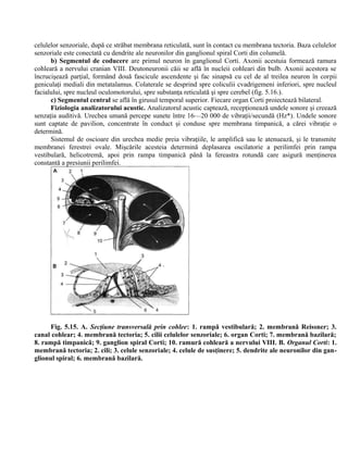 celulelor senzoriale, după ce străbat membrana reticulată, sunt în contact cu membrana tectoria. Baza celulelor
senzoriale este conectată cu dendrite ale neuronilor din ganglionul spiral Corti din columelă.
b) Segmentul de coducere are primul neuron în ganglionul Corti. Axonii acestuia formează ramura
cohleară a nervului cranian VIII. Deutoneuronii căii se află în nucleii cohleari din bulb. Axonii acestora se
încrucişează parţial, formând două fascicule ascendente şi fac sinapsă cu cel de al treilea neuron în corpii
geniculaţi mediali din metatalamus. Colaterale se desprind spre coliculii cvadrigemeni inferiori, spre nucleul
facialului, spre nucleul oculomotorului, spre substanţa reticulată şi spre cerebel (fig. 5.16.).
c) Segmentul central se află în girusul temporal superior. Fiecare organ Corti proiectează bilateral.
Fiziologia analizatorului acustic. Analizatorul acustic captează, recepţionează undele sonore şi creează
senzaţia auditivă. Urechea umană percepe sunete între 16—20 000 de vibraţii/secundă (Hz*). Undele sonore
sunt captate de pavilion, concentrate în conduct şi conduse spre membrana timpanică, a cărei vibraţie o
determină.
Sistemul de oscioare din urechea medie preia vibraţiile, le amplifică sau le atenuează, şi le transmite
membranei ferestrei ovale. Mişcările acesteia determină deplasarea oscilatorie a perilimfei prin rampa
vestibulară, helicotremă, apoi prin rampa timpanică până la fereastra rotundă care asigură menţinerea
constantă a presiunii perilimfei.
Fig. 5.15. A. Secţiune transversală prin cohlee: 1. rampă vestibulară; 2. membrană Reissner; 3.
canal cohlear; 4. membrană tectoria; 5. cilii celulelor senzoriale; 6. organ Corti; 7. membrană bazilară;
8. rampă timpanică; 9. ganglion spiral Corti; 10. ramură cohleară a nervului VIII. B. Organul Corti: 1.
membrană tectoria; 2. cili; 3. celule senzoriale; 4. celule de susţinere; 5. dendrite ale neuronilor din gan-
glionul spiral; 6. membrană bazilară.
 