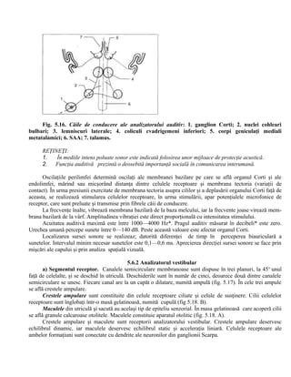 Fig. 5.16. Căile de conducere ale analizatorului auditiv: 1. ganglion Corti; 2. nuclei cohleari
bulbari; 3. lemniscuri laterale; 4. coliculi cvadrigemeni inferiori; 5. corpi geniculaţi mediali
metatalamici; 6. SAA; 7. talamus.
REŢINEŢI:
1. În mediile intens poluate sonor este indicată folosirea unor mijloace de protecţie acustică.
2. Funcţia auditivă prezintă o deosebită importanţă socială în comunicarea interumană.
Oscilaţiile perilimfei determină oscilaţi ale membranei bazilare pe care se află organul Corti şi ale
endolimfei, mărind sau micşorând distanţa dintre celulele receptoare şi membrana tectoria (variaţii de
contact). În urma presiunii exercitate de membrana tectoria asupra cililor şi a deplasării organului Corti faţă de
aceasta, se realizează stimularea celulelor receptoare, în urma stimulării, apar potenţialele microfonice de
receptor, care sunt preluate şi transmise prin fibrele căii de conducere.
La frecvenţe înalte, vibrează membrana bazilară de la baza melcului, iar la frecvente joase virează mem-
brana bazilară de la vârf. Amplitudinea vibraţiei este direct proporţională cu intensitatea stimulului.
Acuitatea auditivă maximă este între 1000—4000 Hz*. Pragul auditiv măsurat în decibeli* este zero.
Urechea umană percepe sunete între 0—140 dB. Peste această valoare este afectat organul Corti.
Localizarea sursei sonore se realizeaz; datorită diferenţei de timp în perceperea biauriculară a
sunetelor. Intervalul minim necesar sunetelor este 0,1—0,6 ms. Aprecierea direcţiei sursei sonore se face prin
mişcări ale capului şi prin analiza spaţială vizuală.
5.6.2 Analizatorul vestibular
a) Segmentul receptor. Canalele semicirculare membranoase sunt dispuse în trei planuri, la 45o
unul
faţă de celelalte, şi se deschid în utriculă. Deschiderile sunt în număr de cinci, deoarece două dintre canalele
semicirculare se unesc. Fiecare canal are la un capăt o dilatare, numită ampulă (fig. 5.17). În cele trei ampule
se află crestele ampulare.
Crestele ampulare sunt constituite din celule receptoare ciliate şi celule de susţinere. Cilii celulelor
receptoare sunt înglobaţi într-o masă gelatinoasă, numită cupulă (fig 5.18. B).
Maculele din utriculă şi sacută au acelaşi tip de epiteliu senzorial. În masa gelatinoasă care acoperă cilii
se află granule calcaroase otolitele. Maculele constituie aparatul otolitic (fig. 5.18. A).
Crestele ampulare şi maculete sunt receptorii analizatorului vestibular. Crestele ampulare deservesc
echilibrul dinamic, iar maculele deservesc echilibrul static şi acceleraţia liniară. Celulele receptoare ale
ambelor formaţiuni sunt conectate cu dendrite ale neuronilor din ganglionii Scarpa.
 