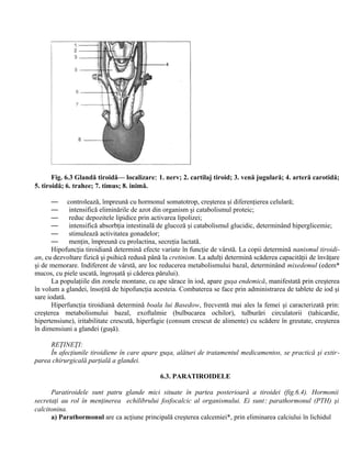 Fig. 6.3 Glandă tiroidă— localizare: 1. nerv; 2. cartilaj tiroid; 3. venă jugulară; 4. arteră carotidă;
5. tiroidă; 6. trahee; 7. timus; 8. inimă.
— controlează, împreună cu hormonul somatotrop, creşterea şi diferenţierea celulară;
— intensifică eliminările de azot din organism şi catabolismul proteic;
— reduc depozitele lipidice prin activarea lipolizei;
— intensifică absorbţia intestinală de glucoză şi catabolismul glucidic, determinând hiperglicemie;
— stimulează activitatea gonadelor;
— menţin, împreună cu prolactina, secreţia lactată.
Hipofuncţia tiroidiană determină efecte variate în funcţie de vârstă. La copii determină nanismul tiroidi-
an, cu dezvoltare fizică şi psihică redusă până la cretinism. La adulţi determină scăderea capacităţii de învăţare
şi de memorare. Indiferent de vârstă, are loc reducerea metabolismului bazal, determinând mixedemul (edem*
mucos, cu piele uscată, îngroşată şi căderea părului).
La populaţiile din zonele montane, cu ape sărace în iod, apare guşa endemică, manifestată prin creşterea
în volum a glandei, însoţită de hipofuncţia acesteia. Combaterea se face prin administrarea de tablete de iod şi
sare iodată.
Hiperfuncţia tiroidiană determină boala lui Basedow, frecventă mai ales la femei şi caracterizată prin:
creşterea metabolismului bazal, exoftalmie (bulbucarea ochilor), tulburări circulatorii (tahicardie,
hipertensiune), iritabilitate crescută, hiperfagie (consum crescut de alimente) cu scădere în greutate, creşterea
în dimensiuni a glandei (guşă).
REŢINEŢI:
În afecţiunile tiroidiene în care apare guşa, alături de tratamentul medicamentos, se practică şi extir-
parea chirurgicală parţială a glandei.
6.3. PARATIROIDELE
Paratiroidele sunt patru glande mici situate în partea posterioară a tiroidei (fig.6.4). Hormonii
secretaţi au rol în menţinerea echilibrului fosfocalcic al organismului. Ei sunt: parathormonul (PTH) şi
calcitonina.
a) Parathormonul are ca acţiune principală creşterea calcemiei*, prin eliminarea calciului în lichidul
 